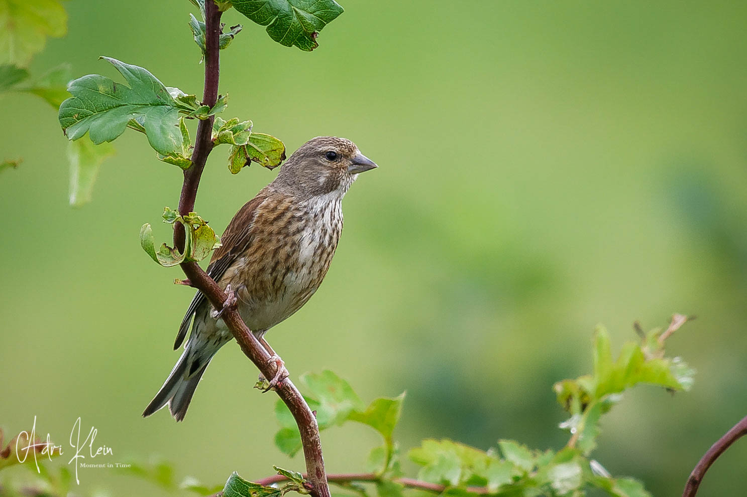 common linnet