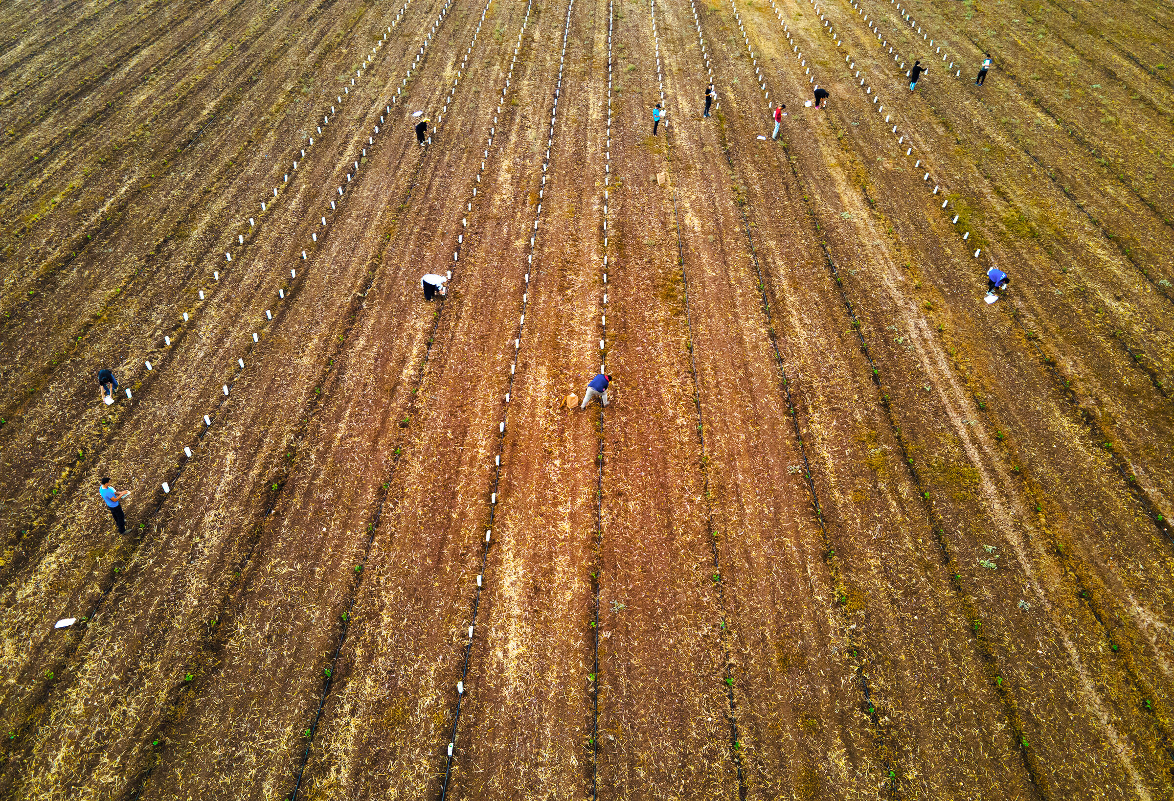 piantare un nuovo vigneto