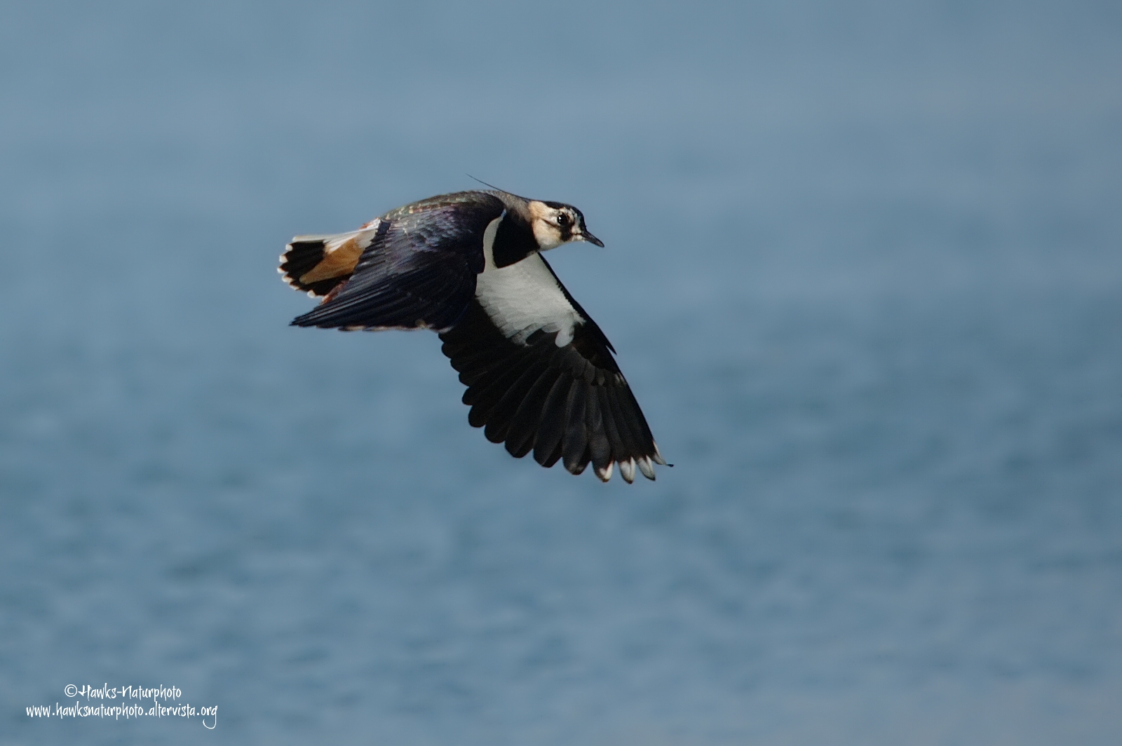 Lapwing