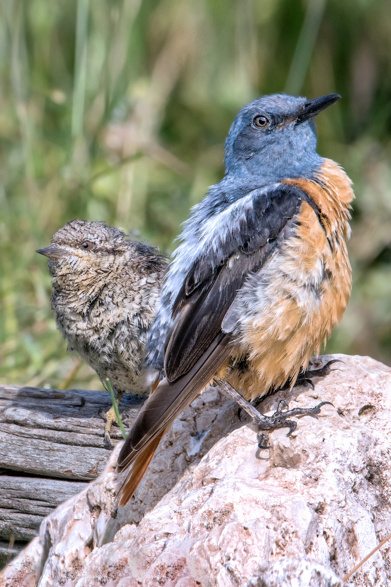 twisting neck and codirossone