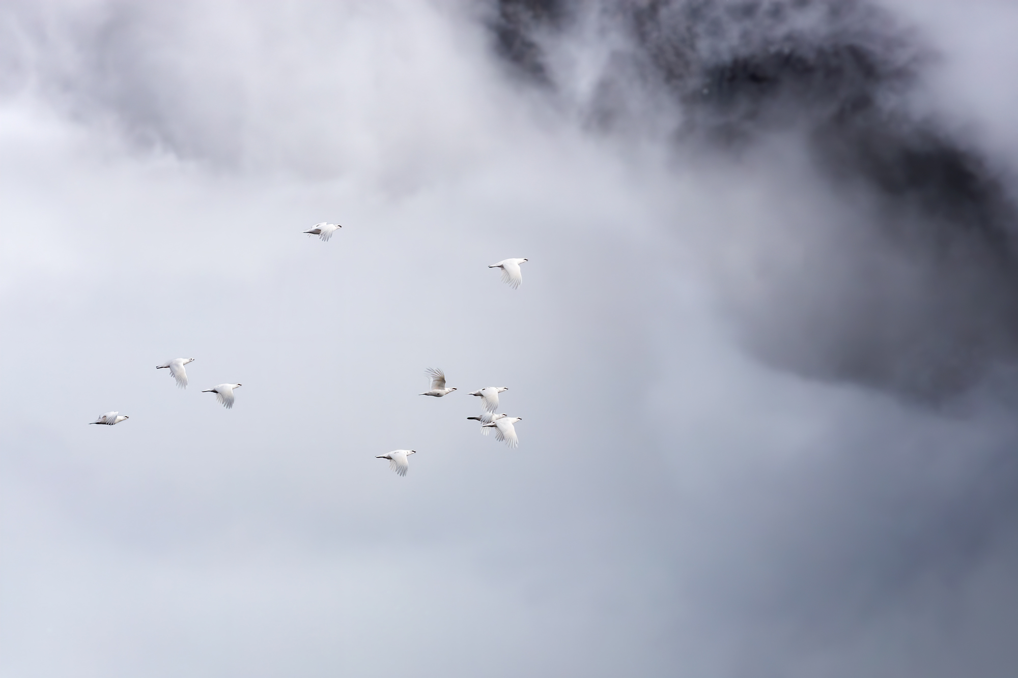 Volo di pernici nel mare di nebbia