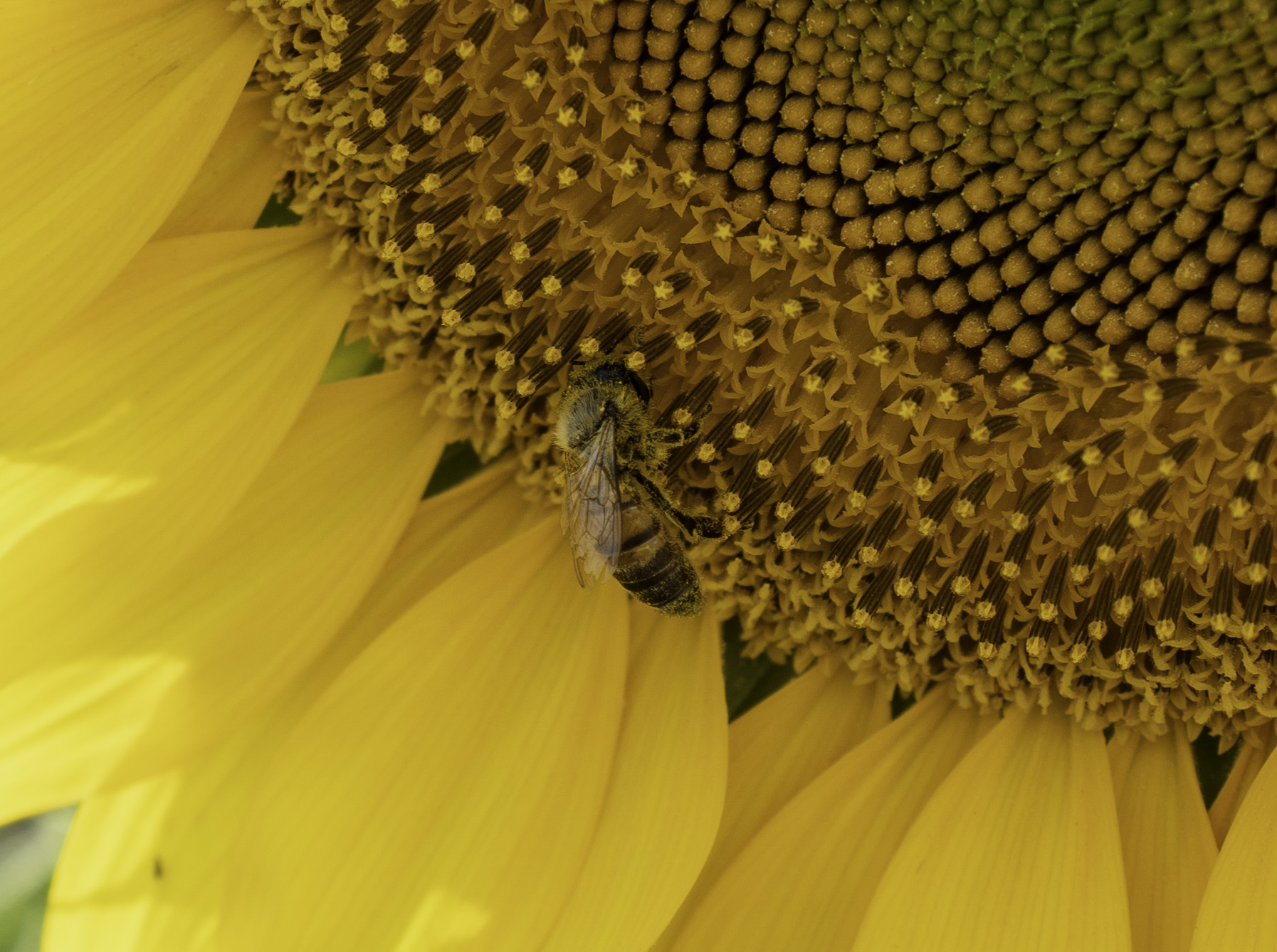 Bee on sunflower.