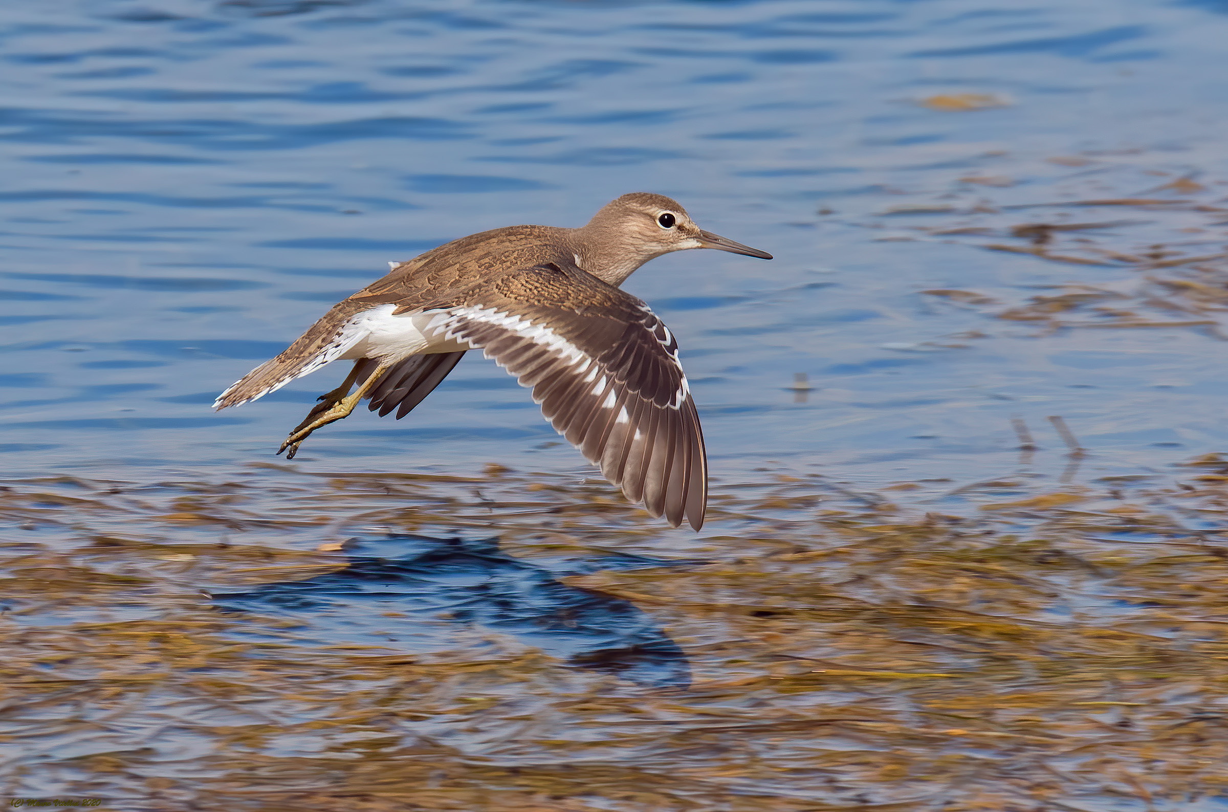 Small pyro (Actitis hypoleucos)