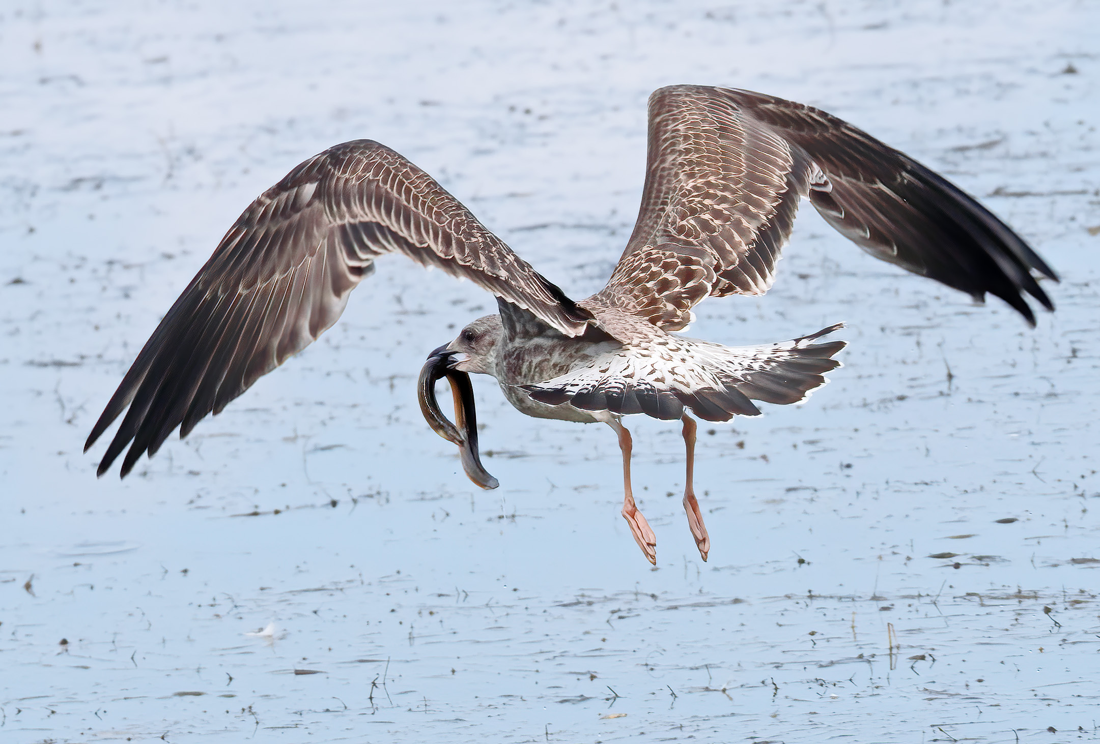 The capture... young seagull