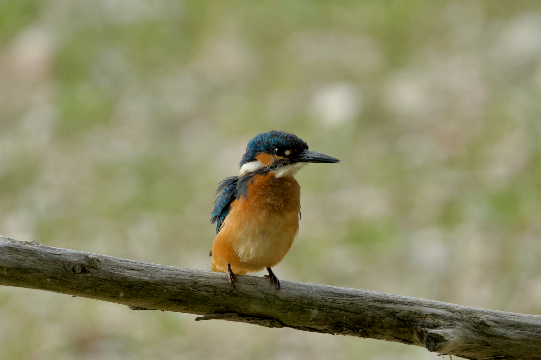 Martin Fisherman (Alcedo Atthis)