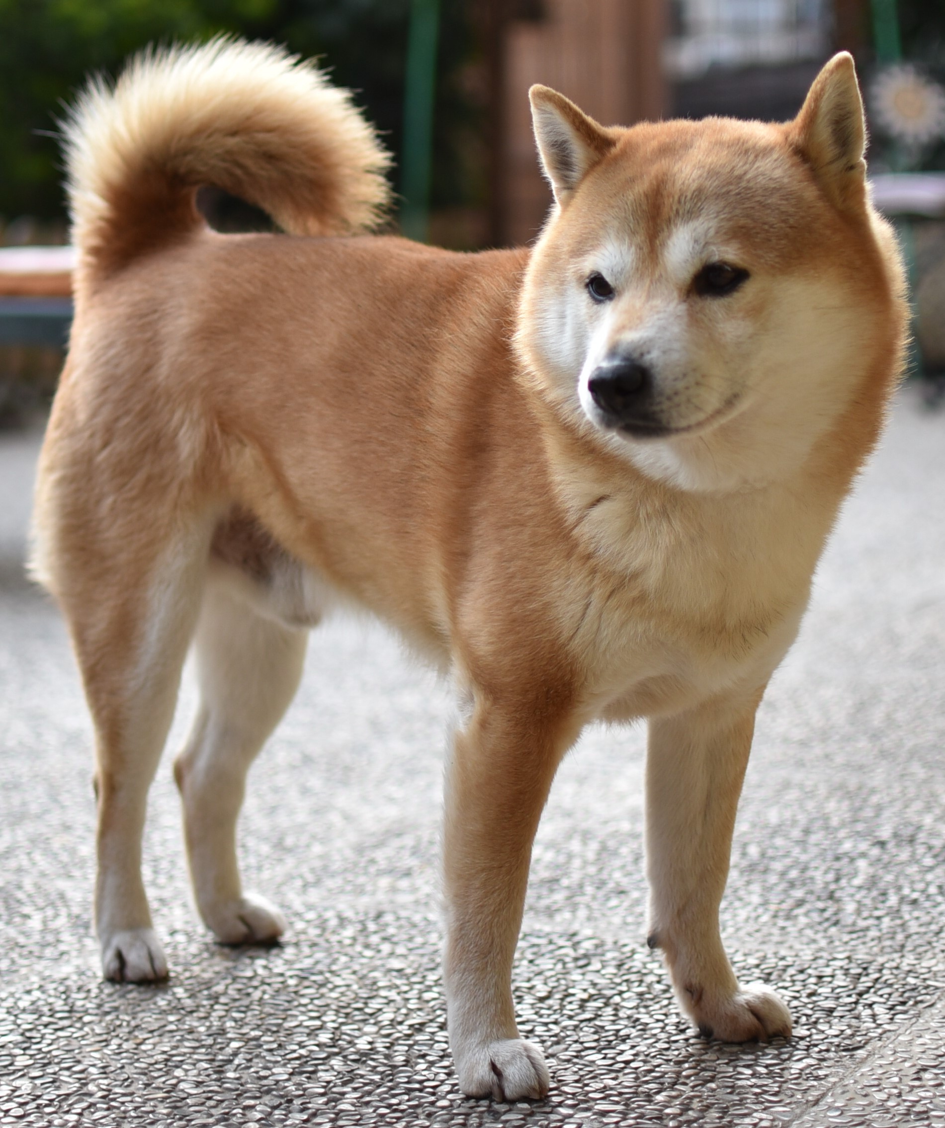 my Hachico (Shiba-Inu)