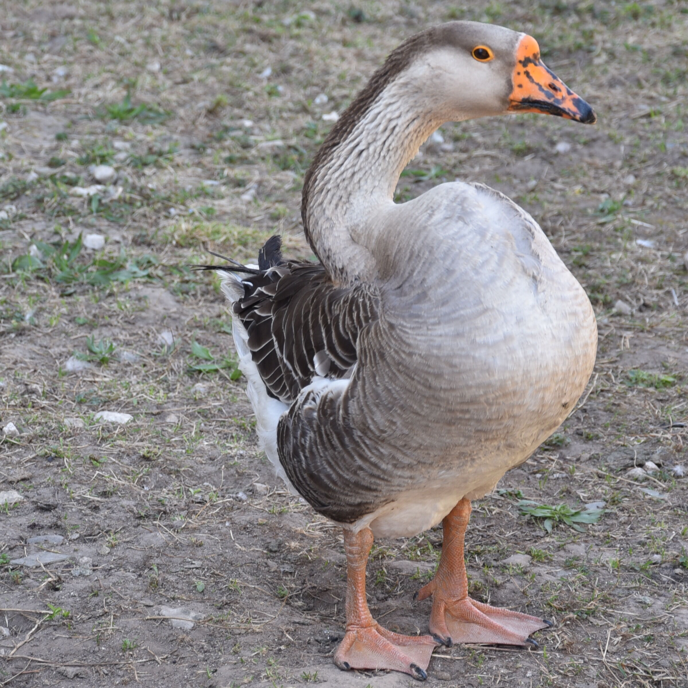 My neighbor's goose...