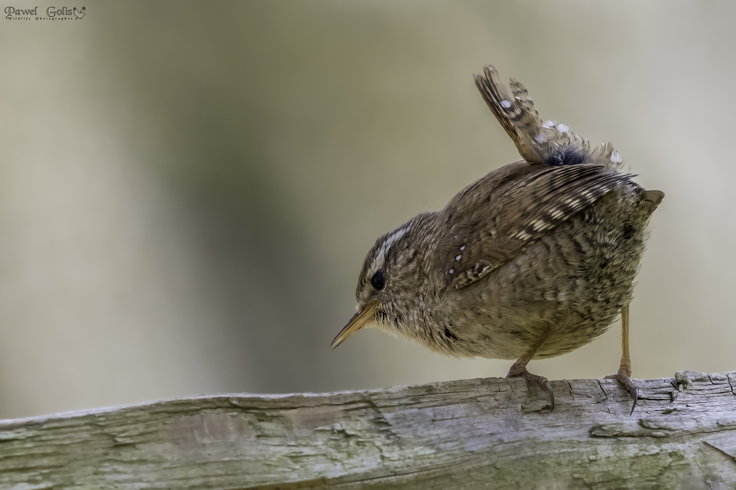 Wren eurasiatico ( Troglodytes troglodytes)
