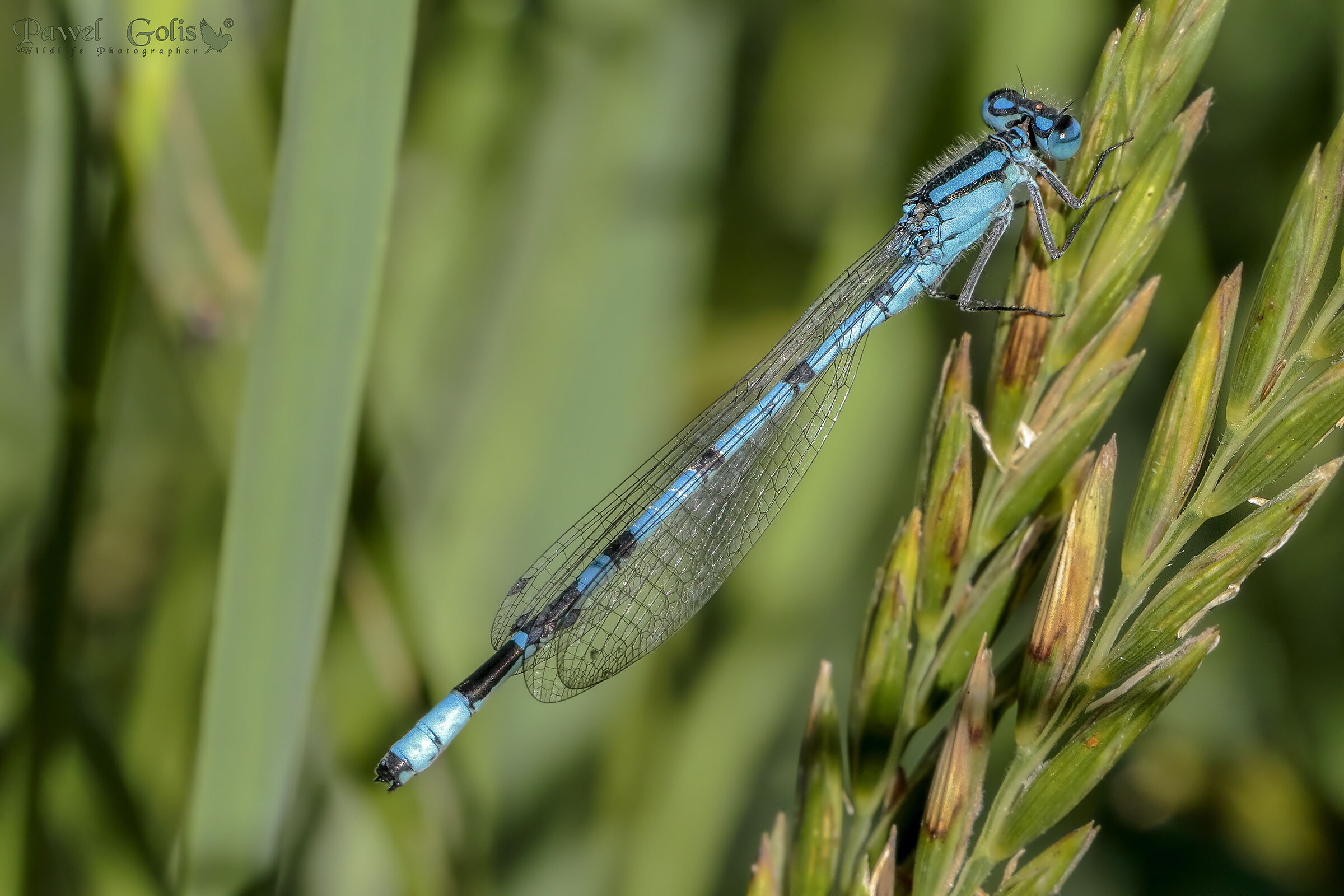 Diga blu comune (Enallagma cyathigerum)