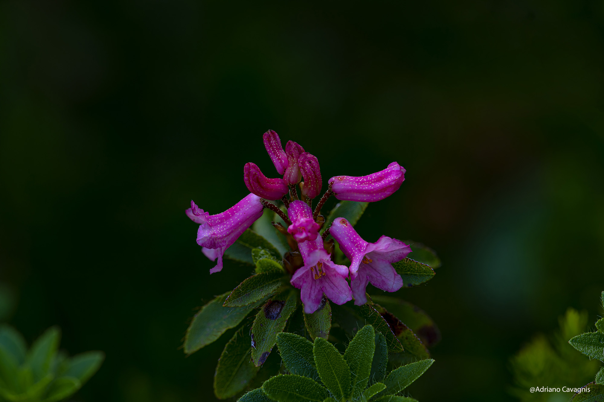 Rododendro