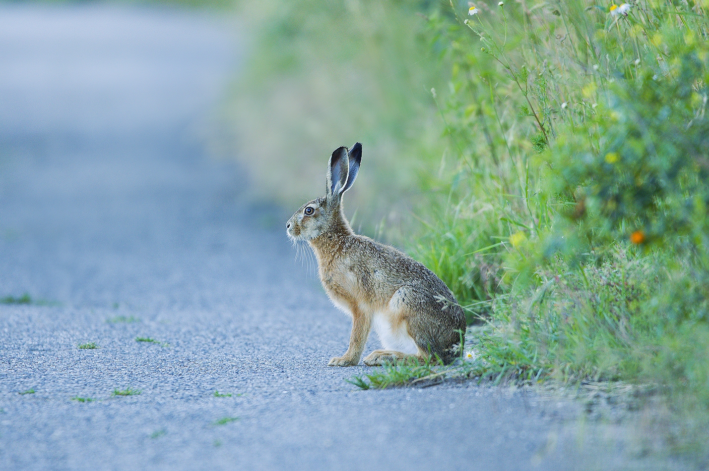 leveret in the sunrice