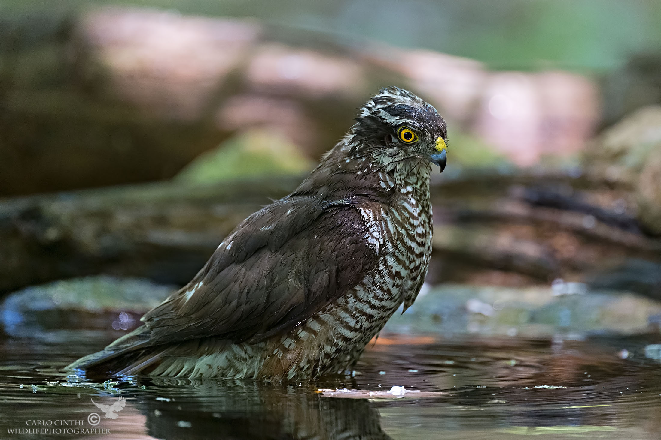 Female Sparviere - Forest Shed km 0