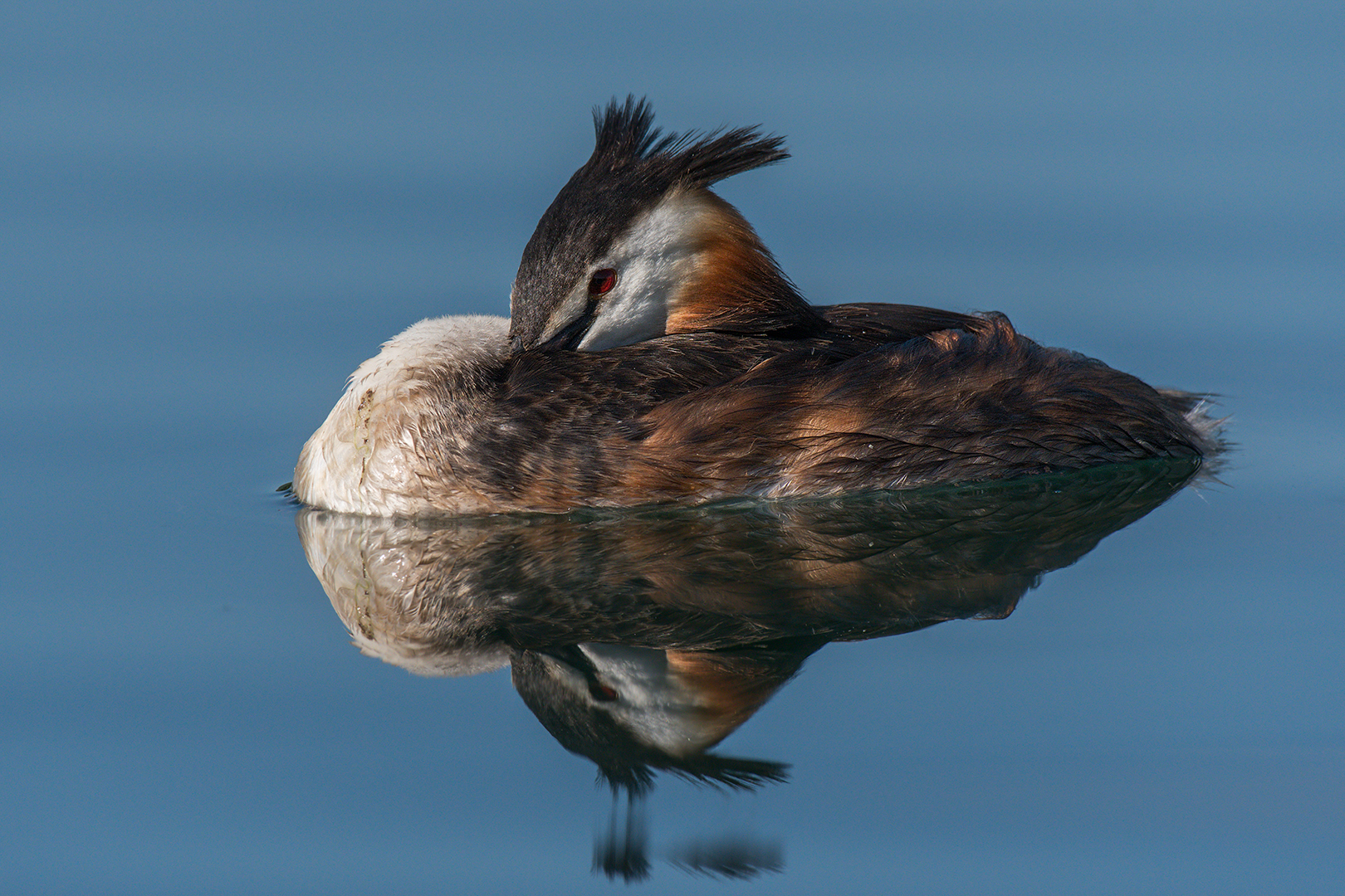 Svasso in riposo vigile