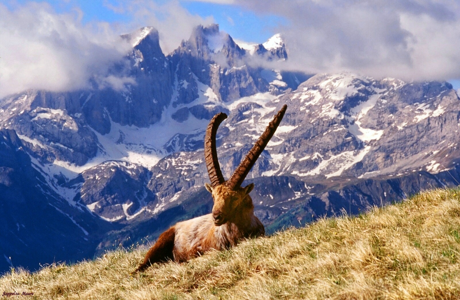 Stambecco....Agordino Dolomiti.