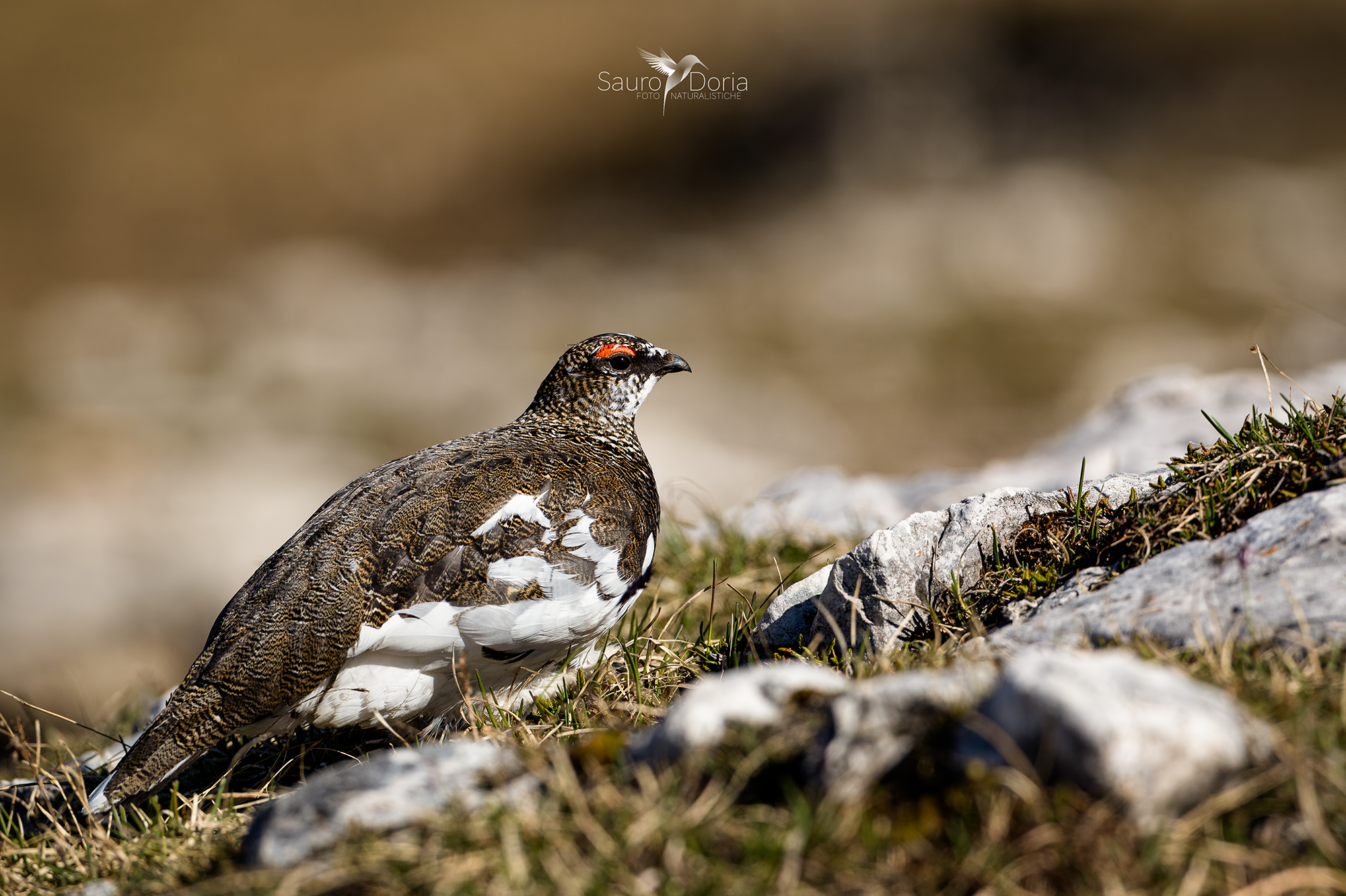Pernice bianca maschio.