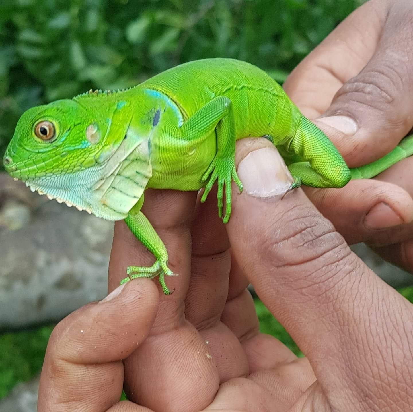 Baby iguana