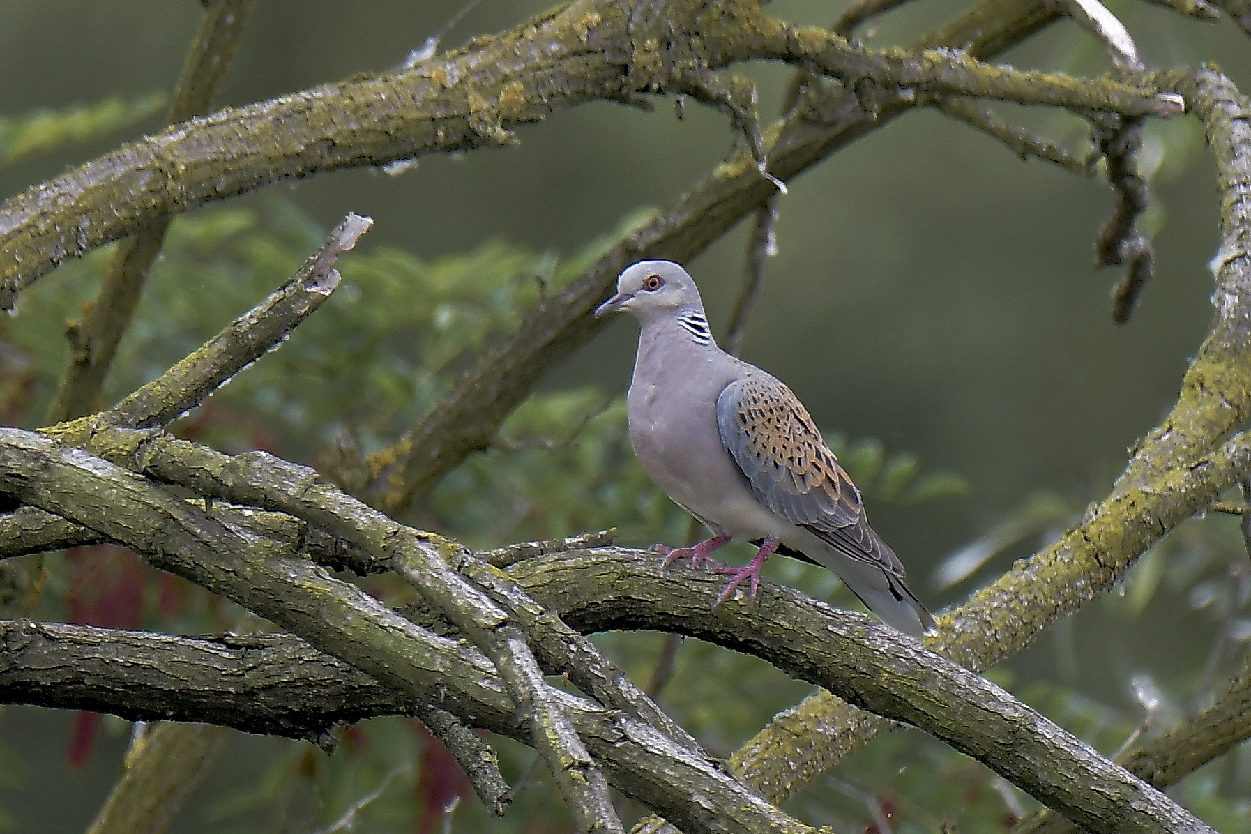 wild dove at the oasis lipu ces.mad-MB
