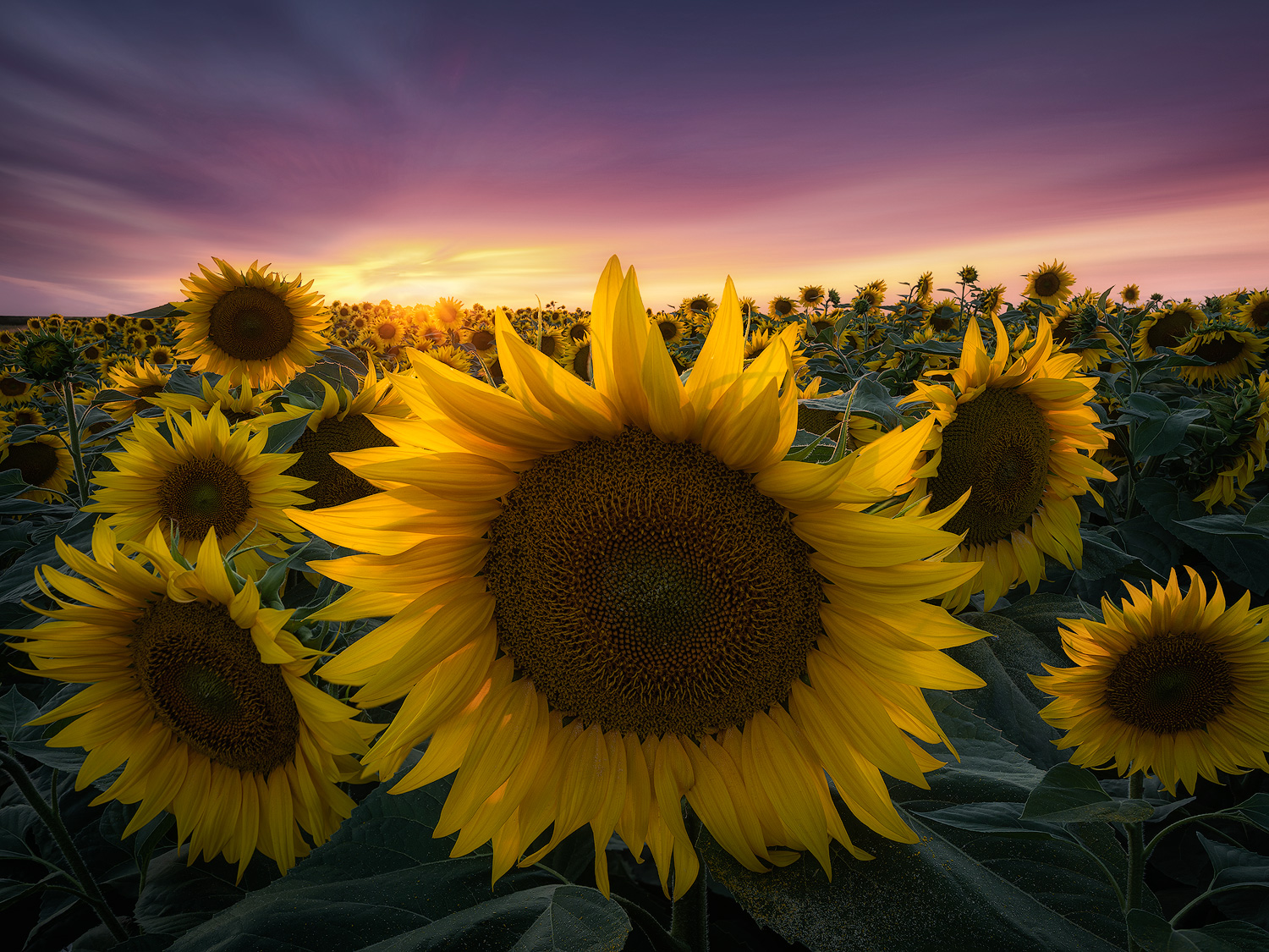 Osservato dalla natura