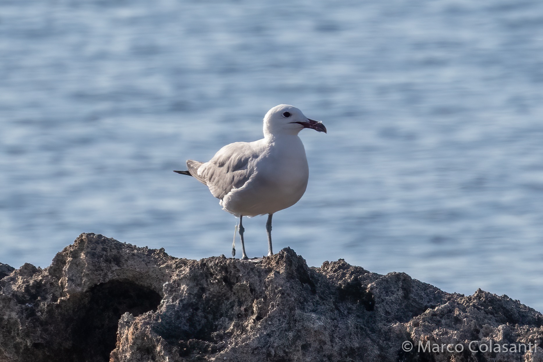 Gabbiano corso ..... al bagno
