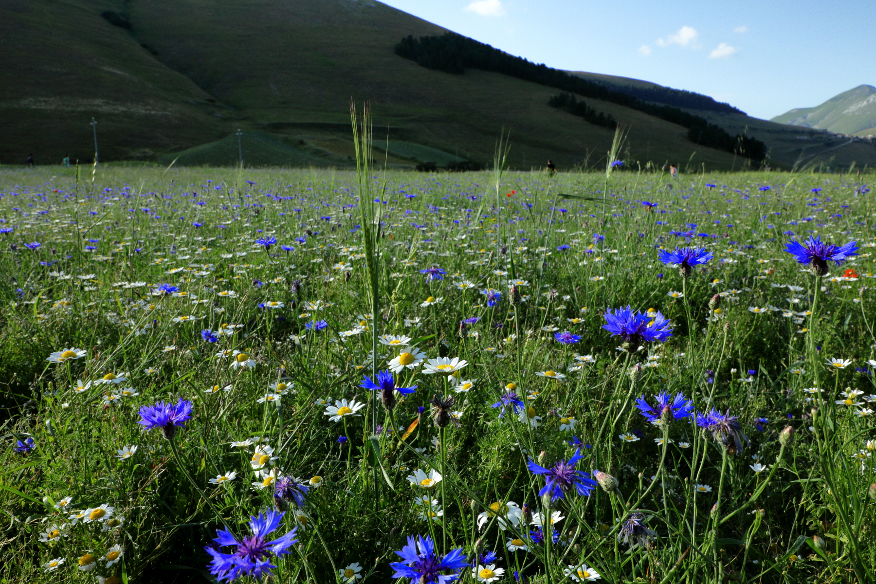 Castelluccio di norcia