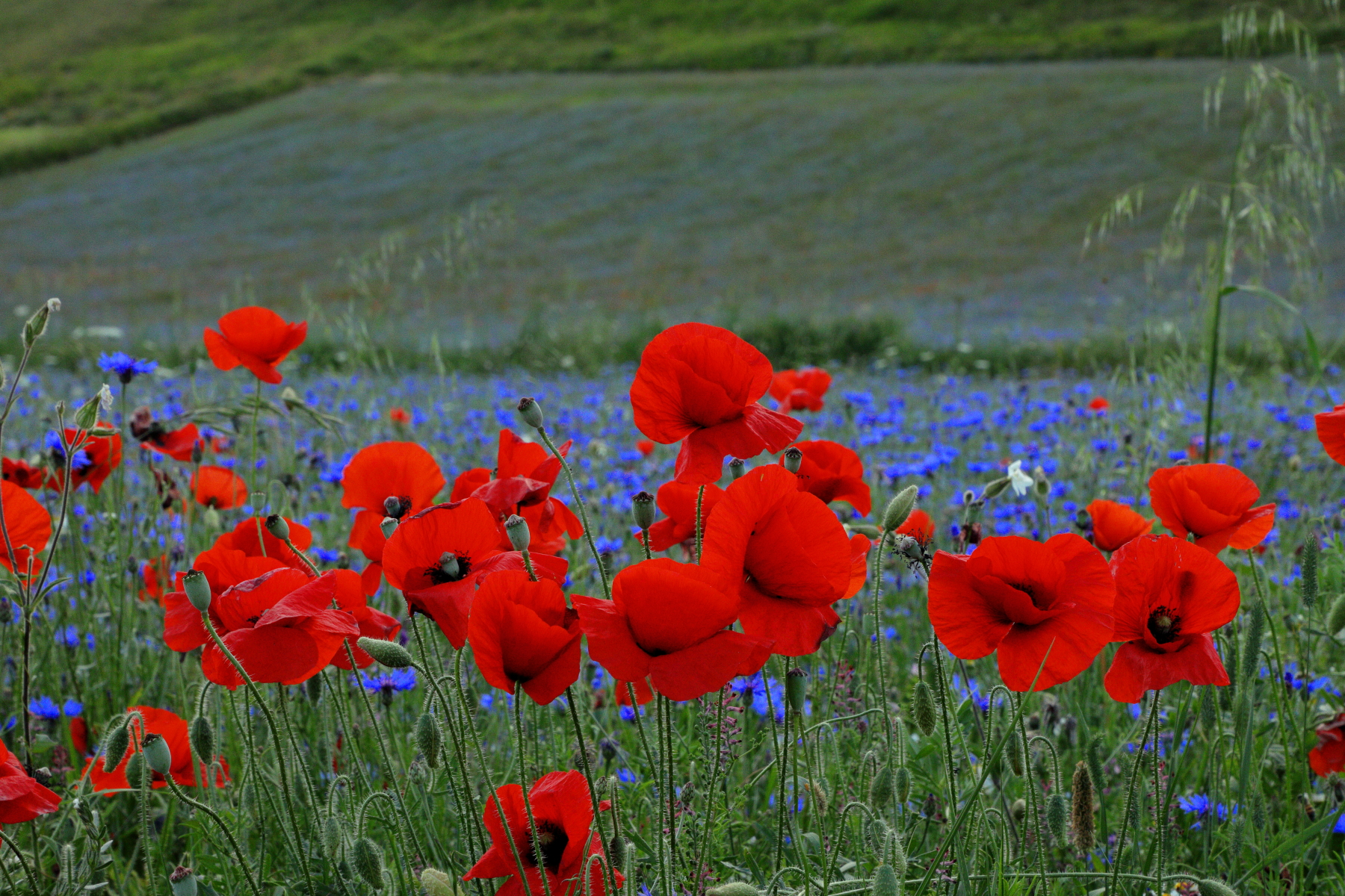 Castelluccio di norcia
