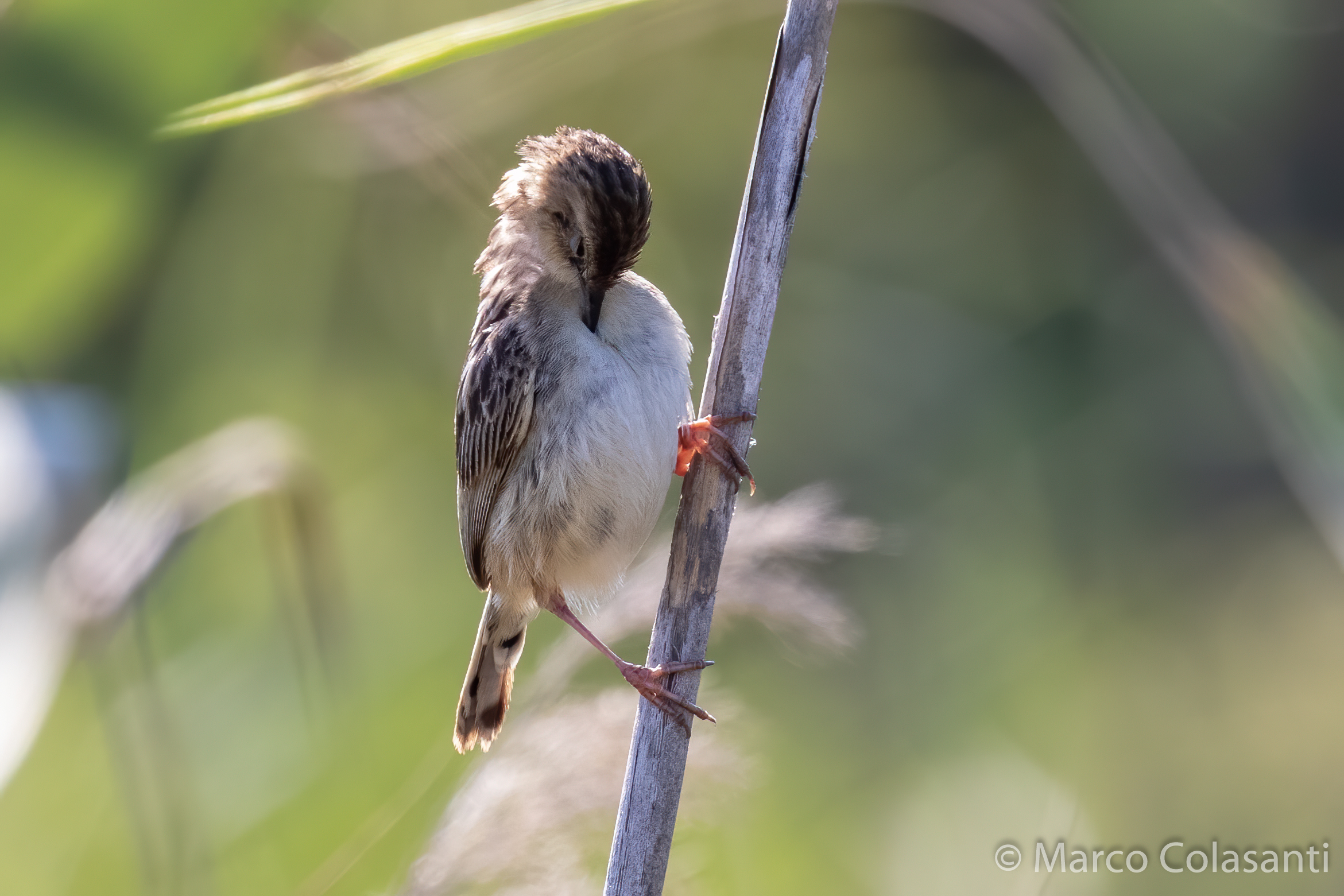 Beccamoschino....con attacco di prurito