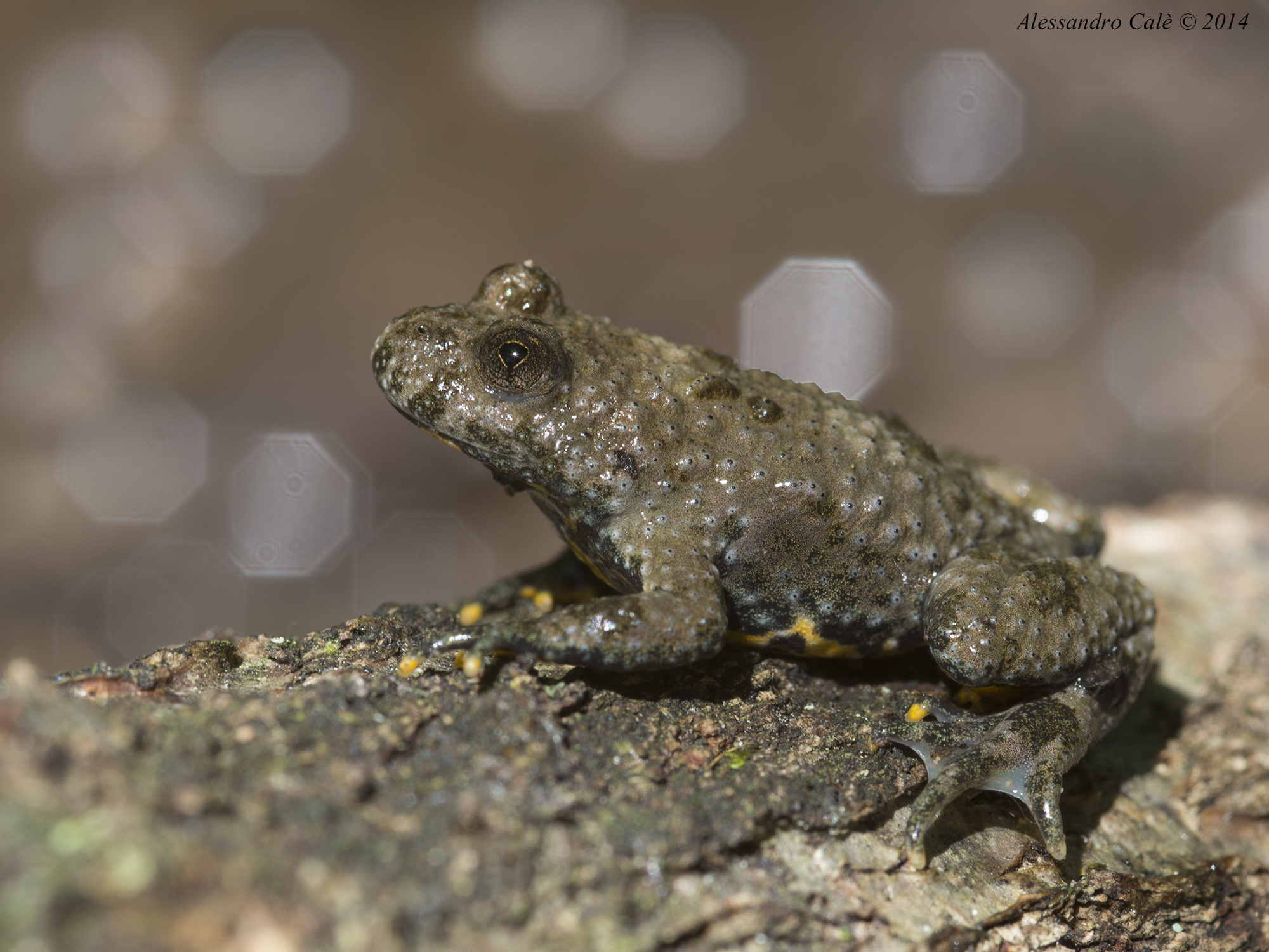 Bombina variegata (Ululone dal ventre giallo) 2810