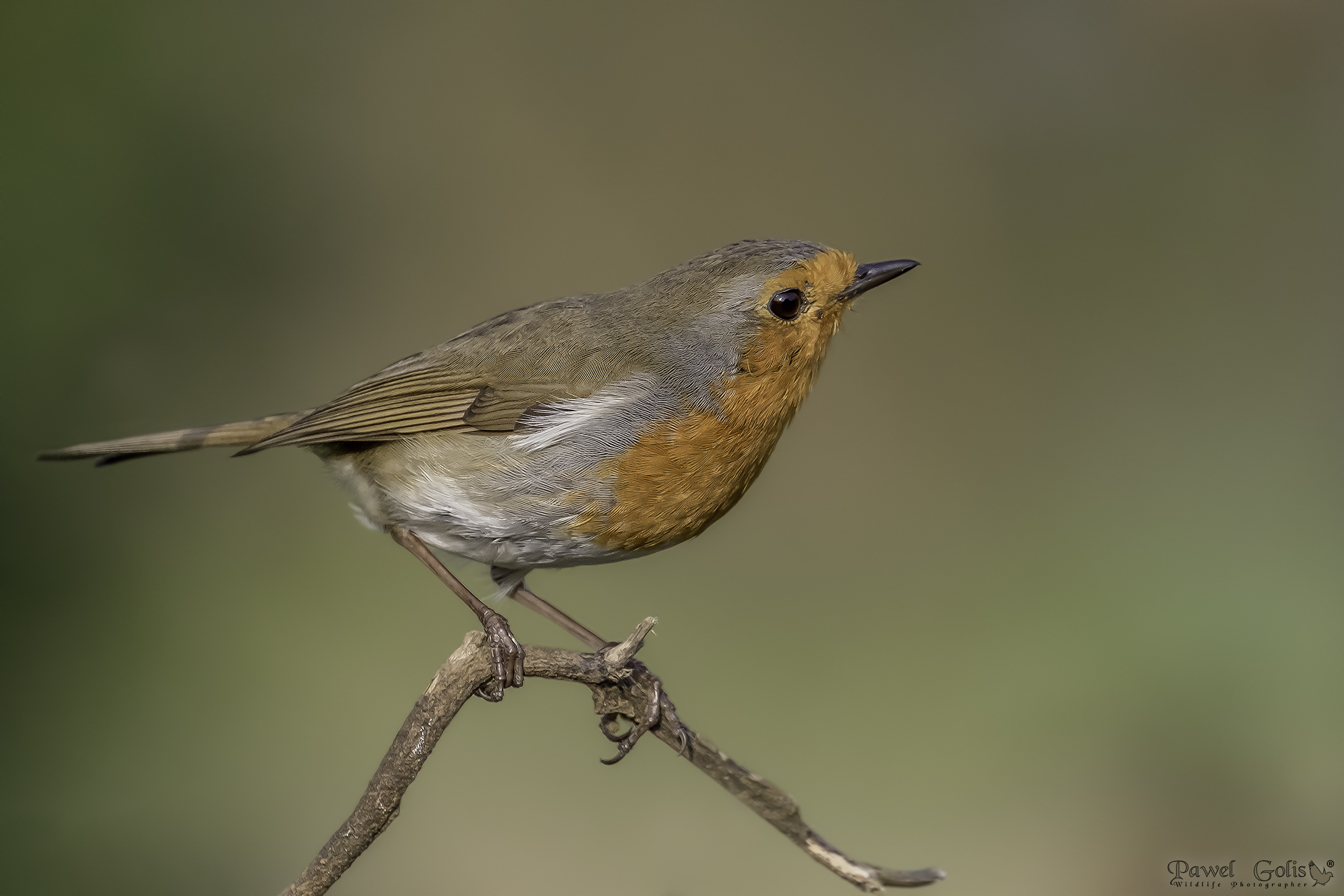 Pettirosso europeo (Erithacus rubecula)