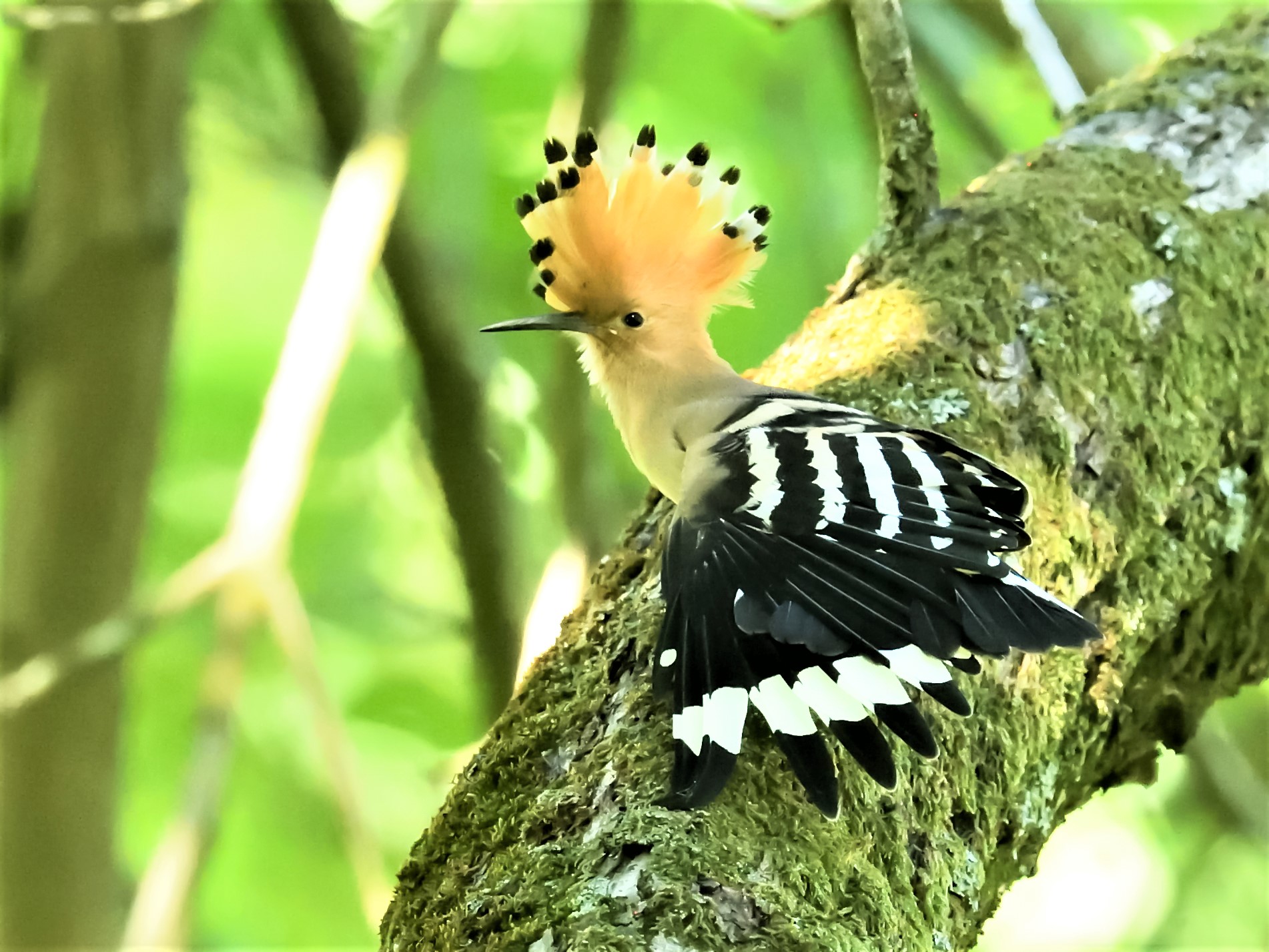 upupa (at 25000 iso)