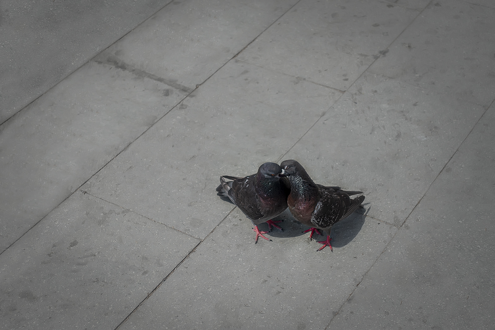 The lovebirds.... (Love in Venice)