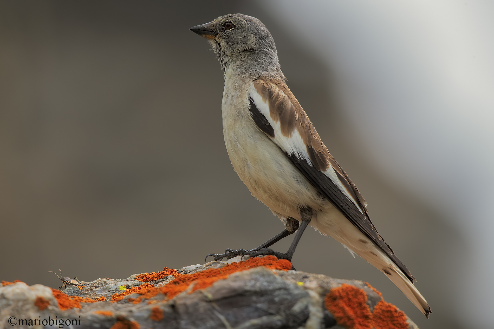 Alpine finch