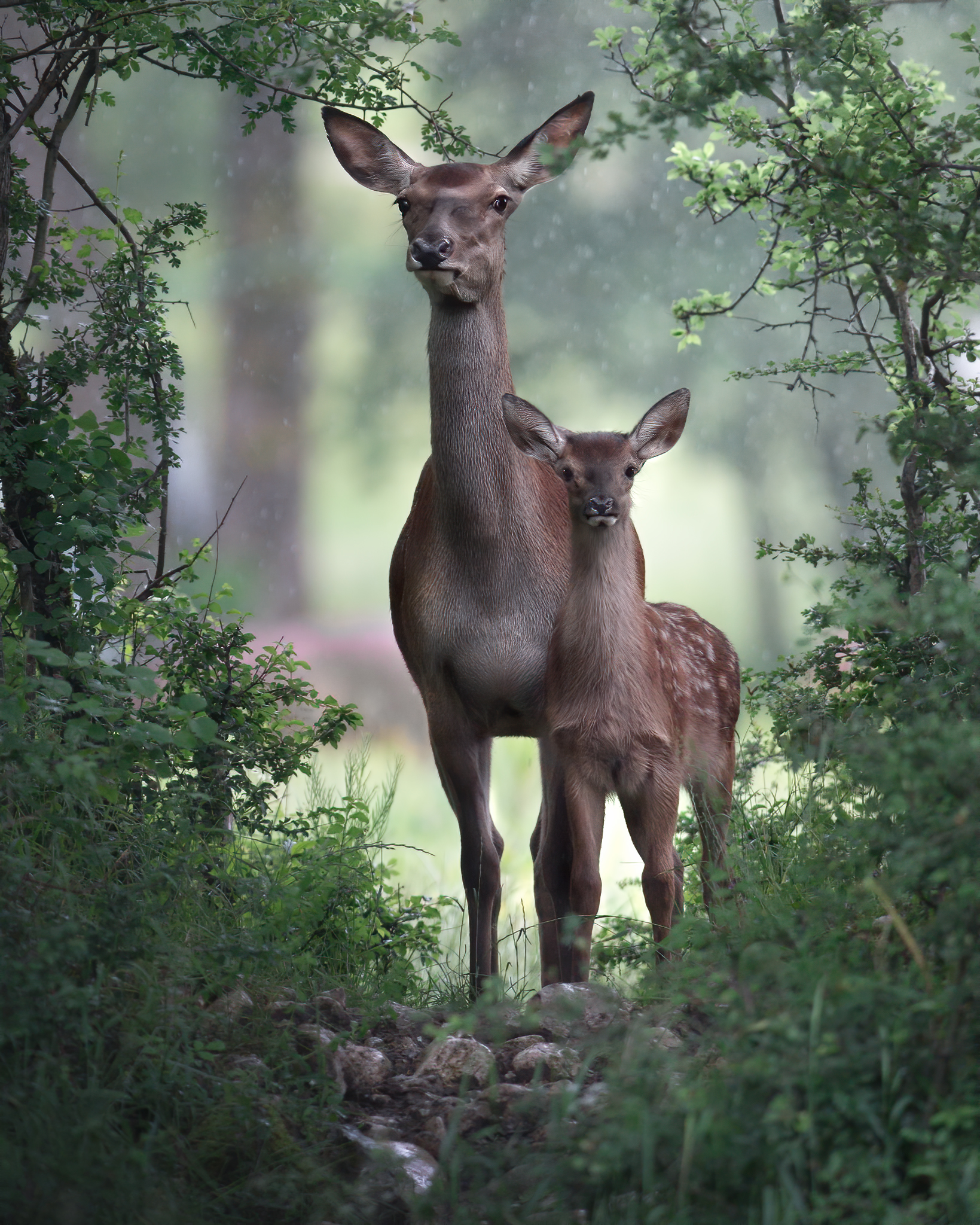 Mom and puppy
