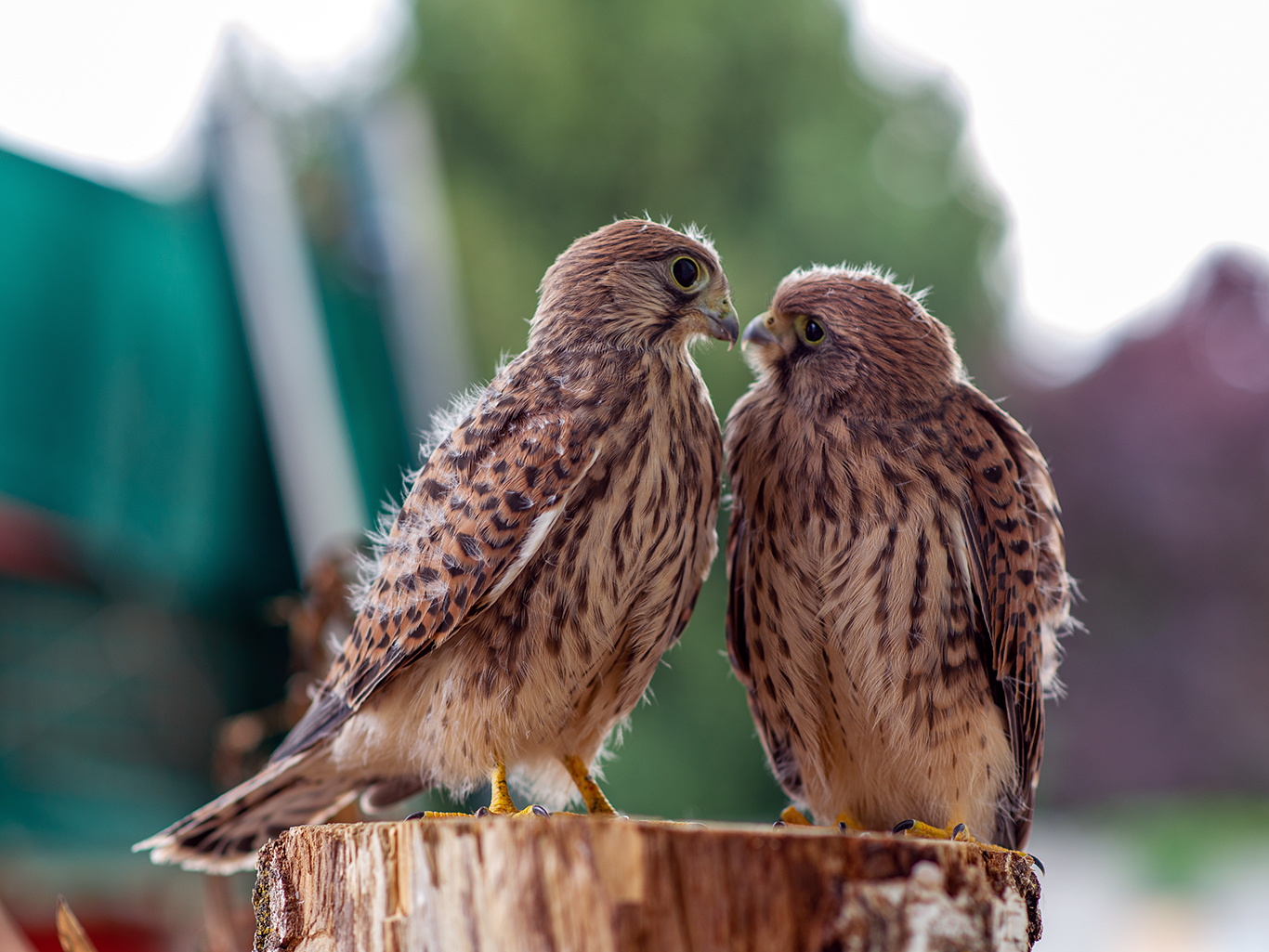 i piccoli crescono...