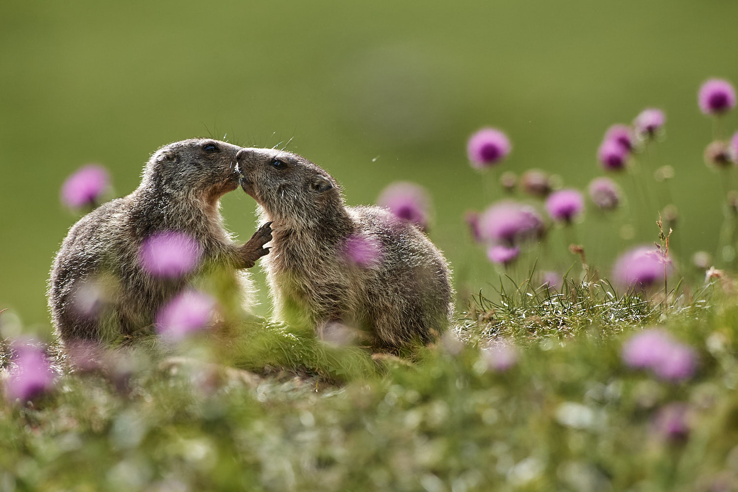 The young marmots