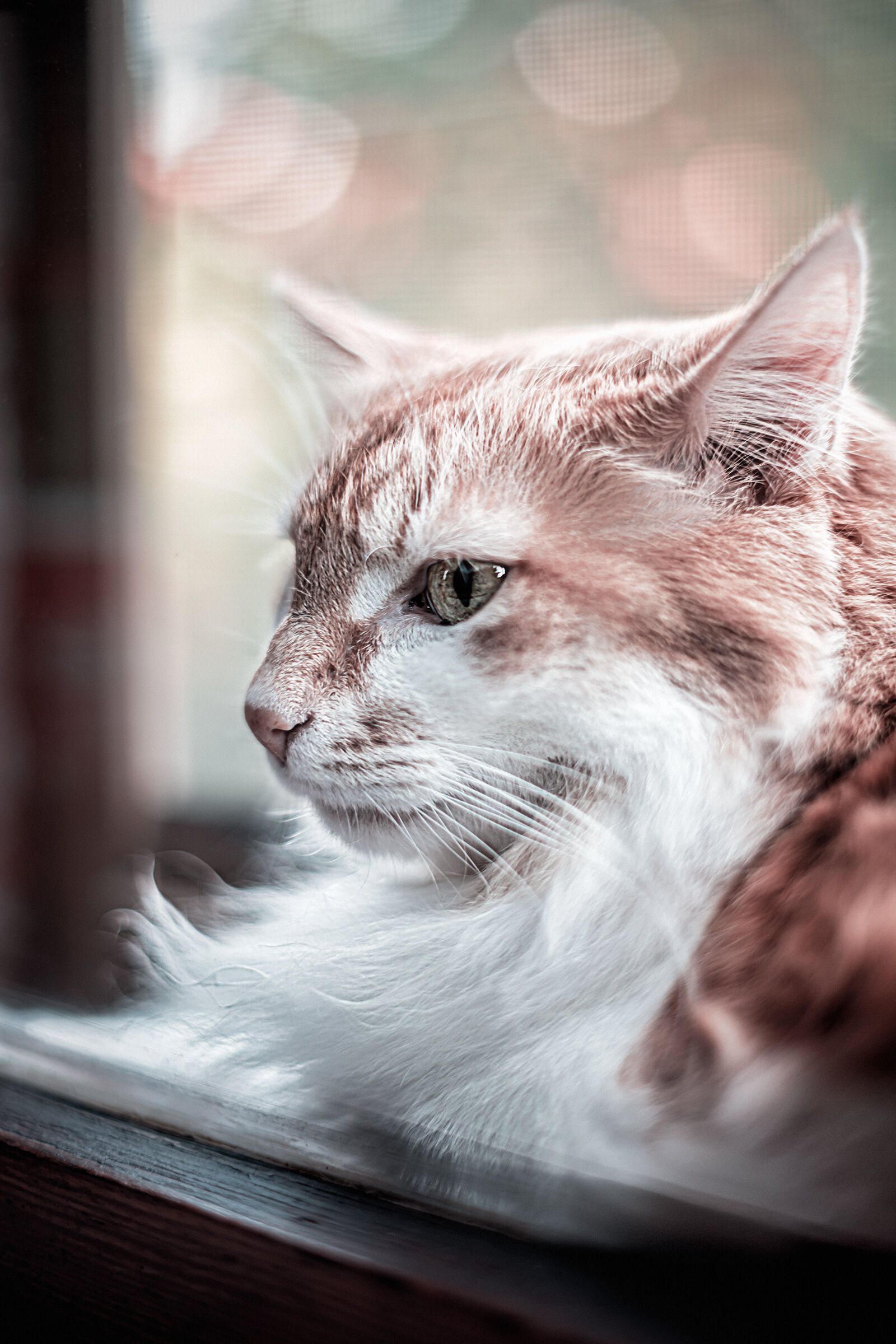 Gattone da intercapedine a colori