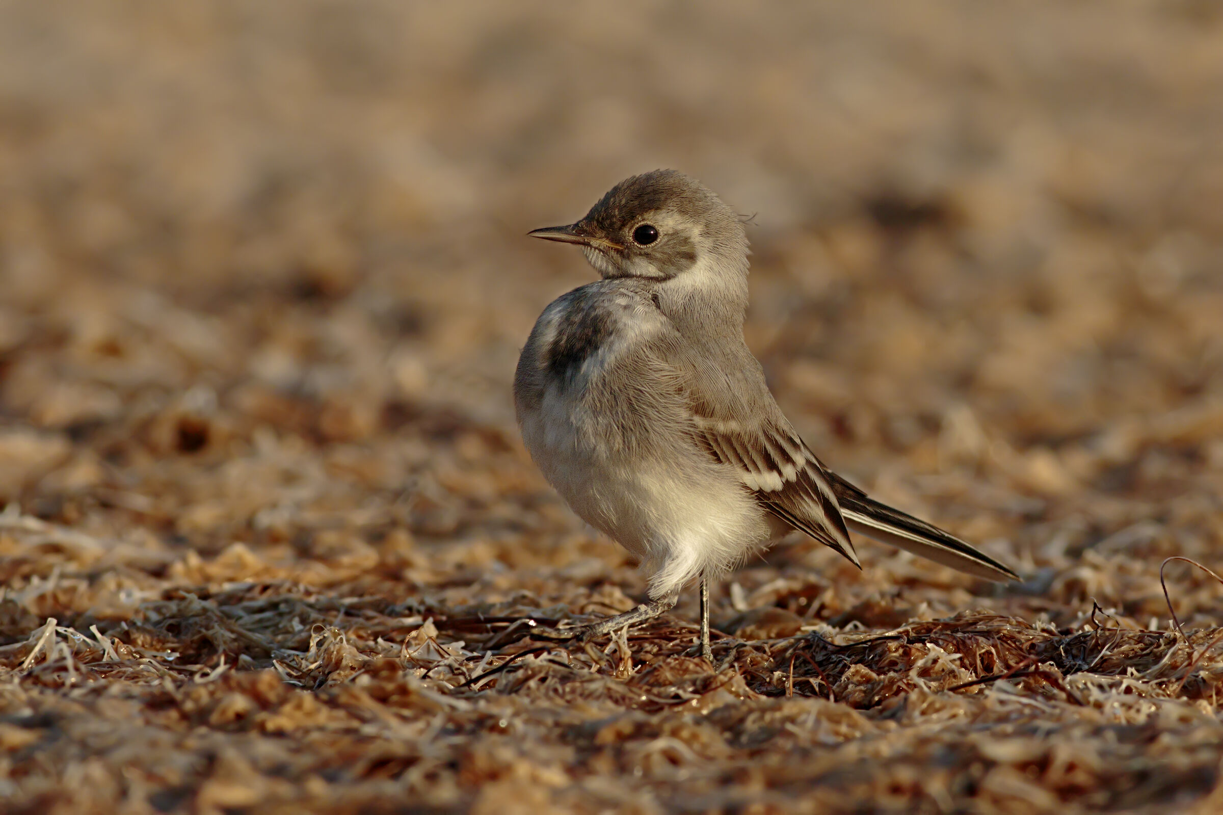 Pullo di Ballerina Bianca