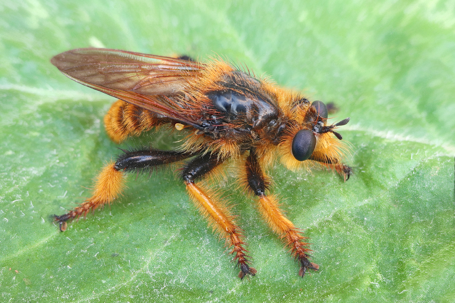 Pogonosoma maroccanum