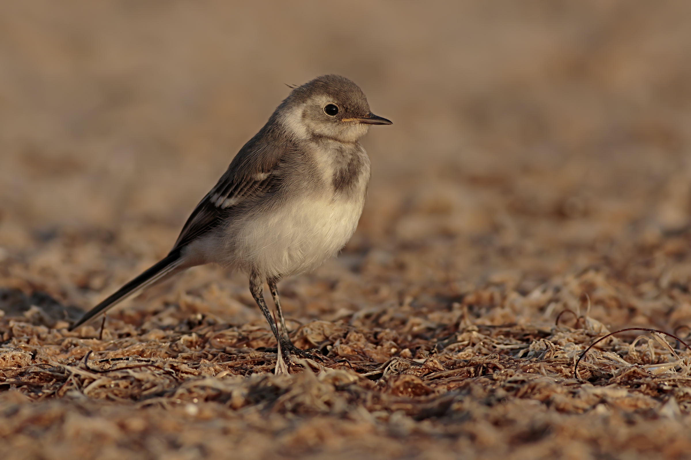 Pullo di Ballerina Bianca