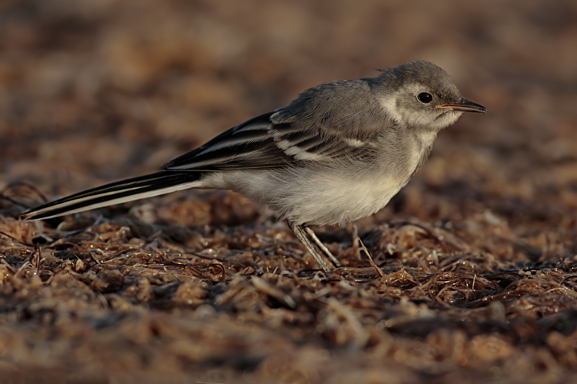 Pullo di Ballerina Bianca