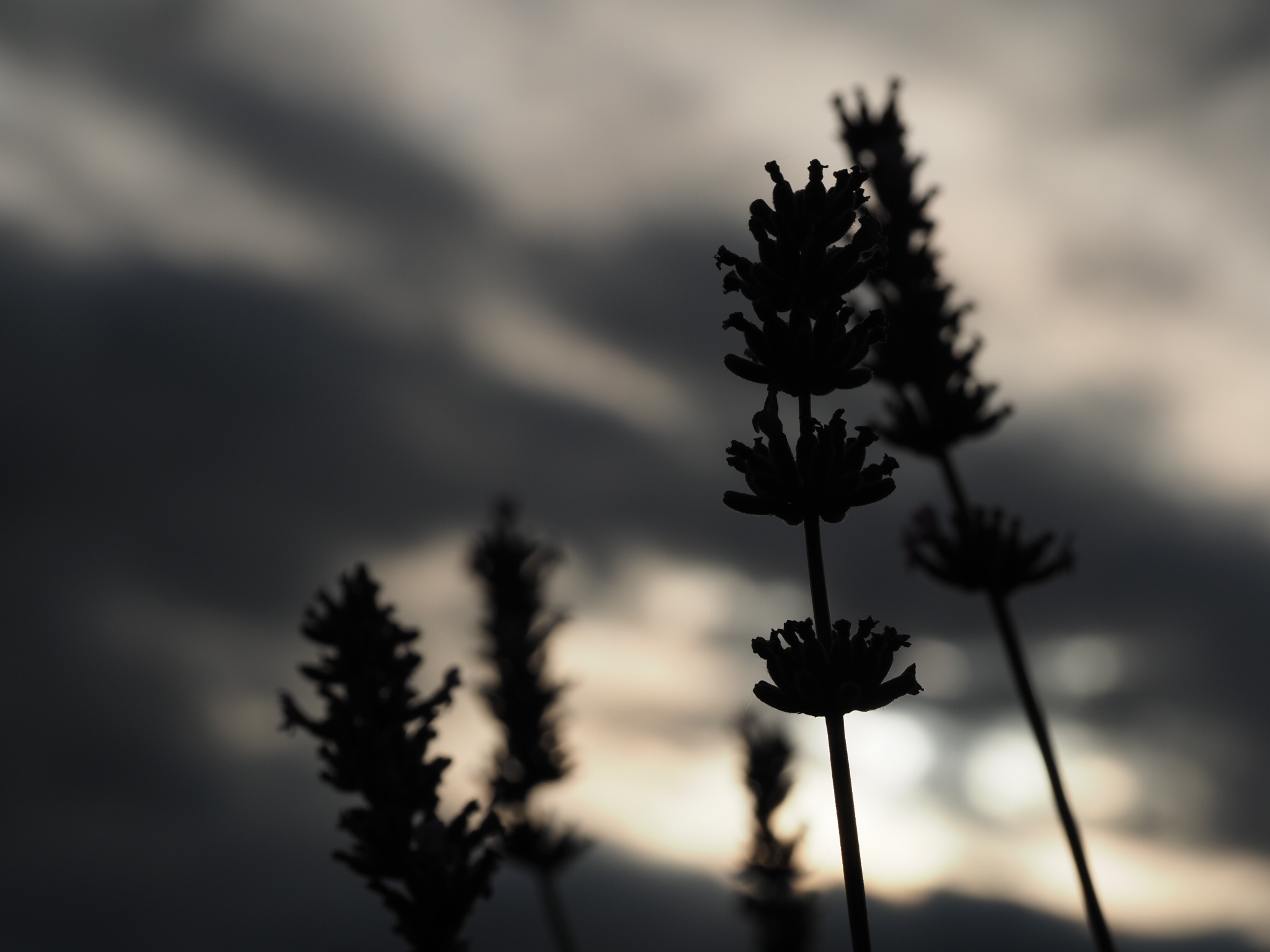Silhouette by Lavandula officinalis, L. 1953