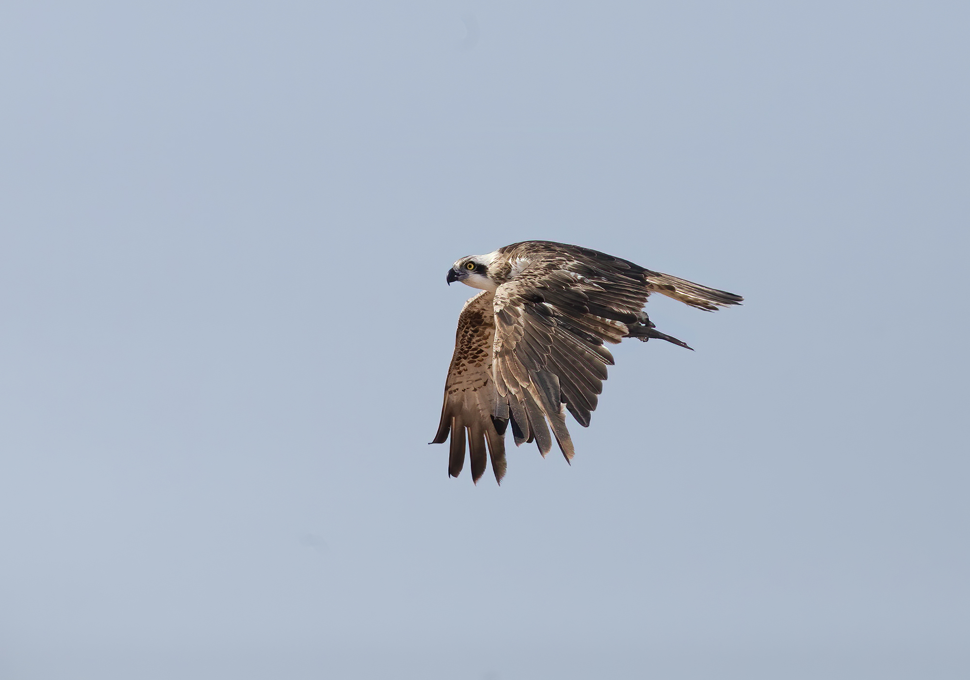 f. pescatore giovanissimo esemplare