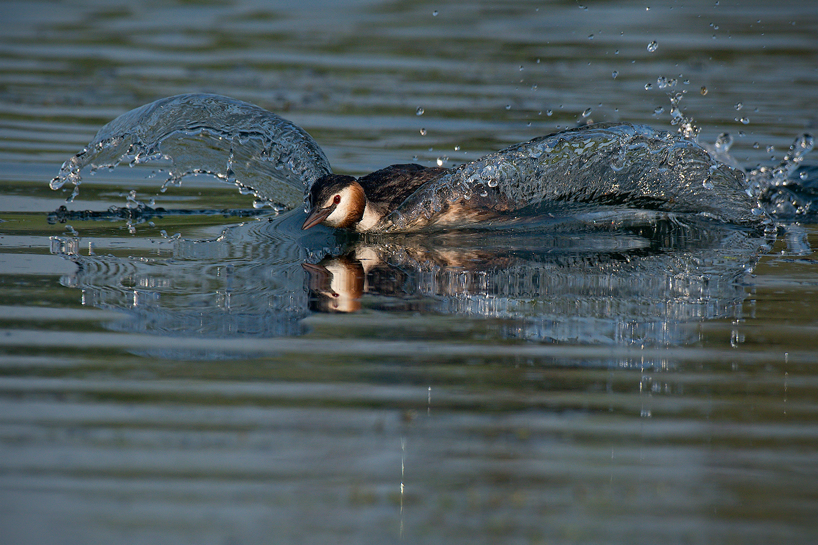 Ali d'acqua (Svasso maggiore)