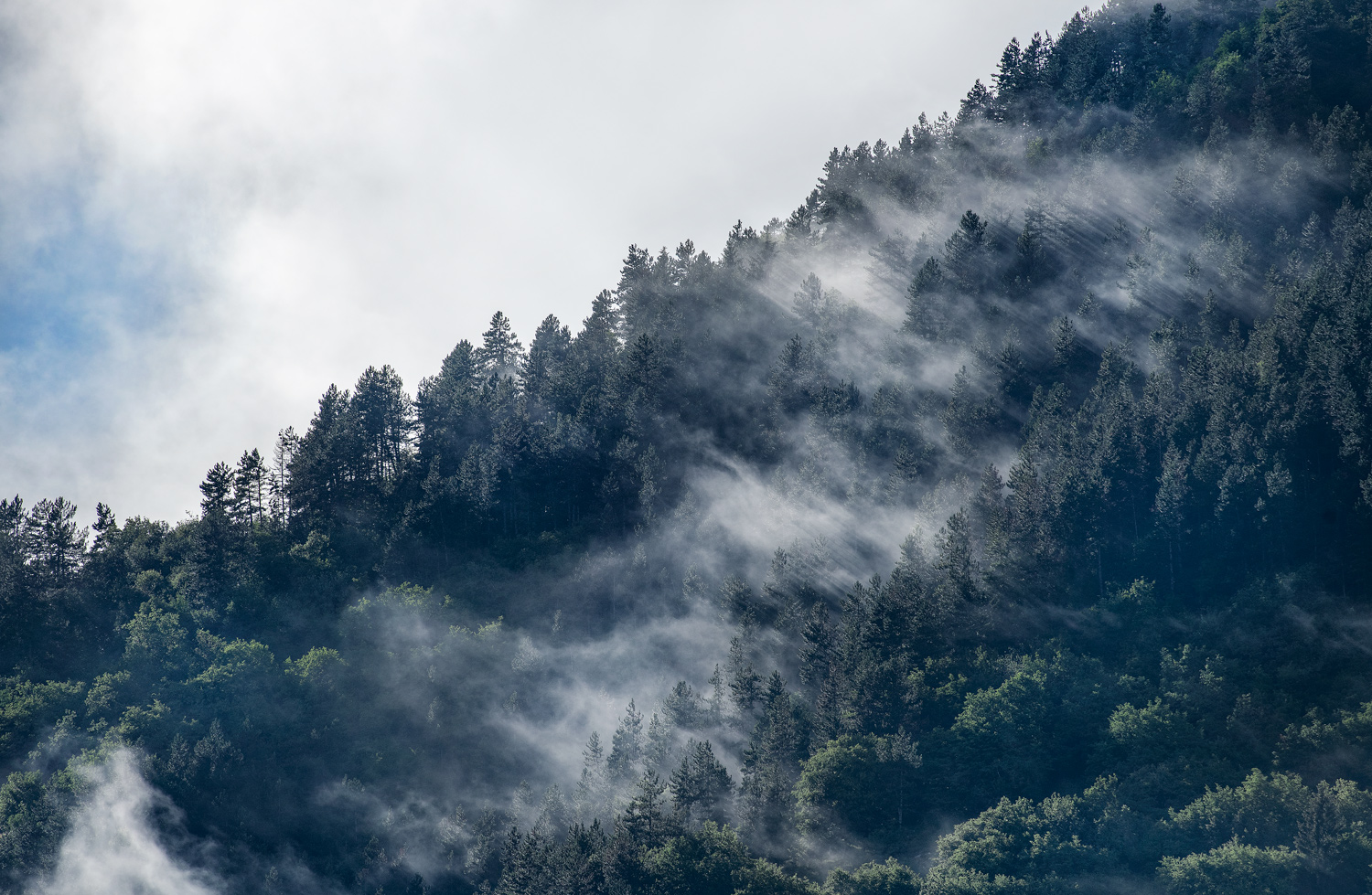 among the fir trees