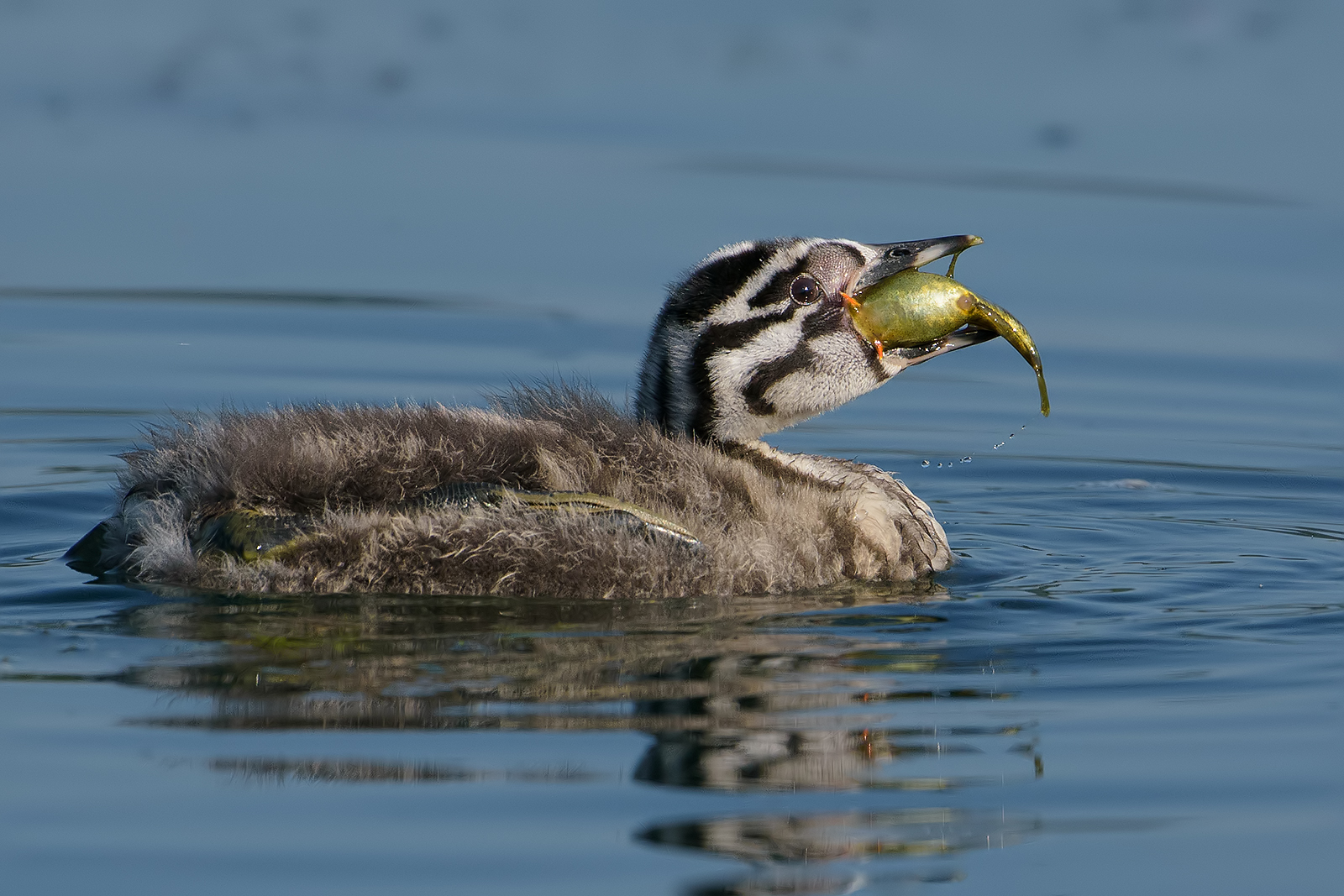 "prima colazione"