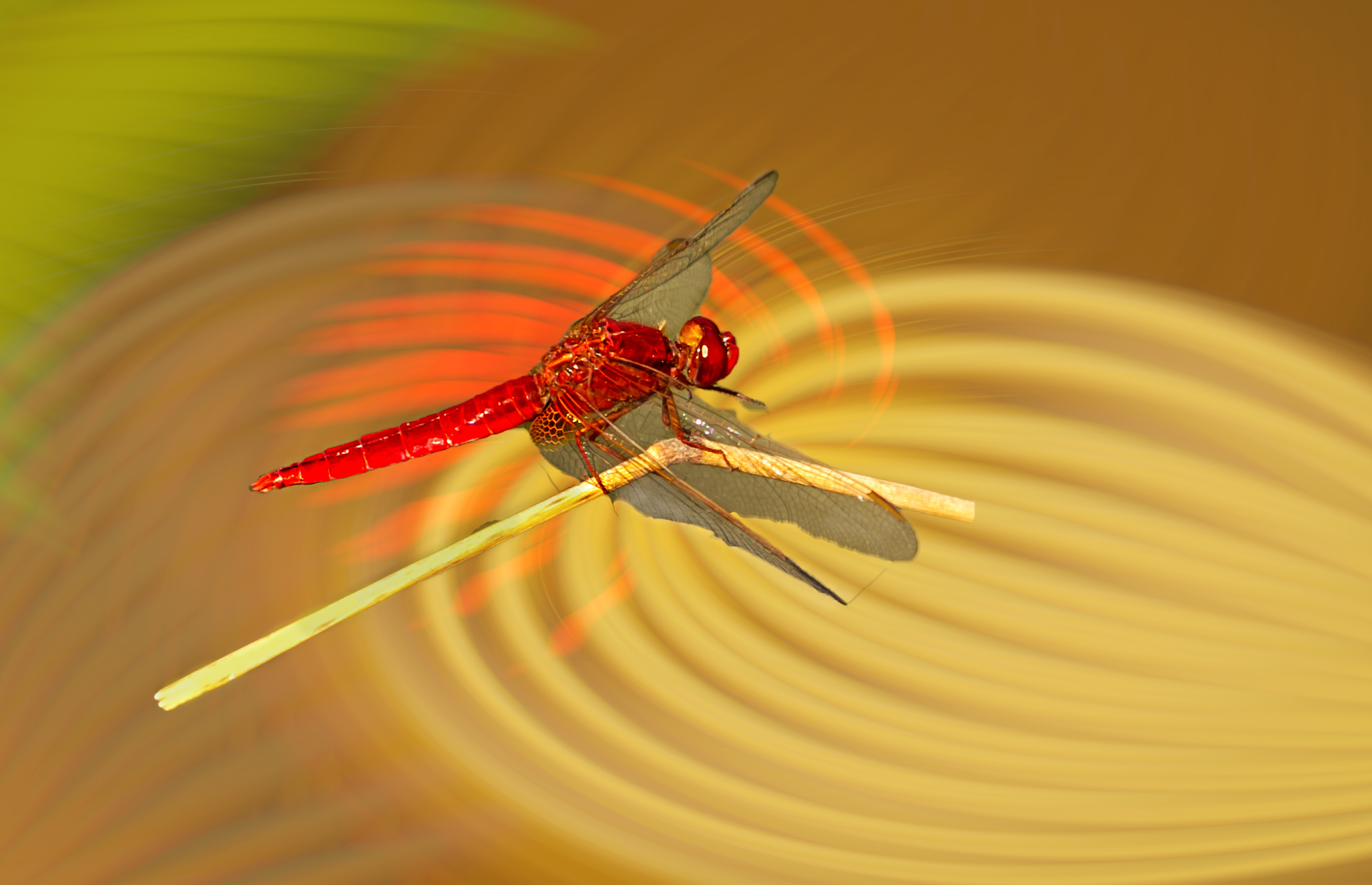 with a flapping of wings