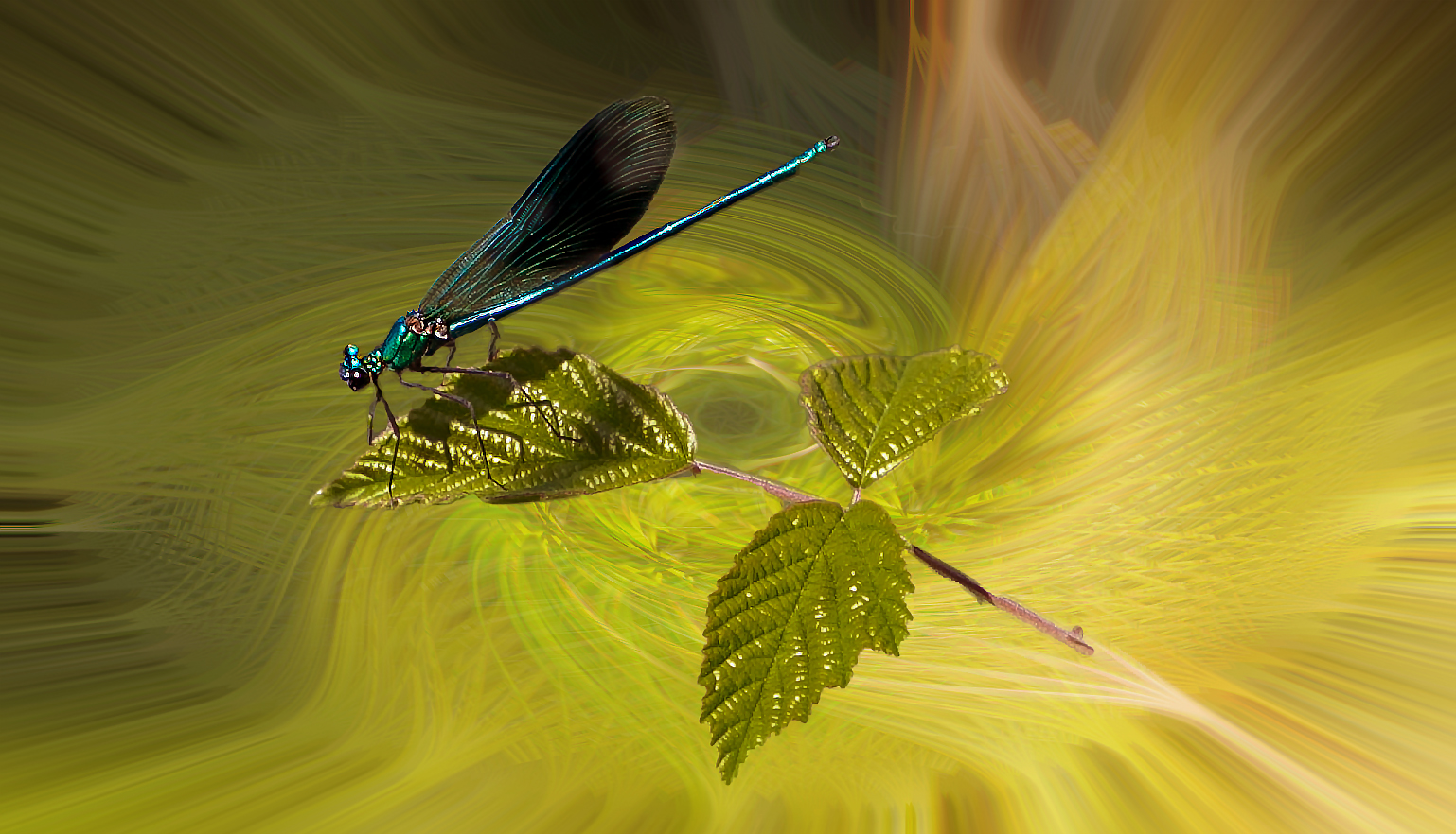 dragonfly among the brambles
