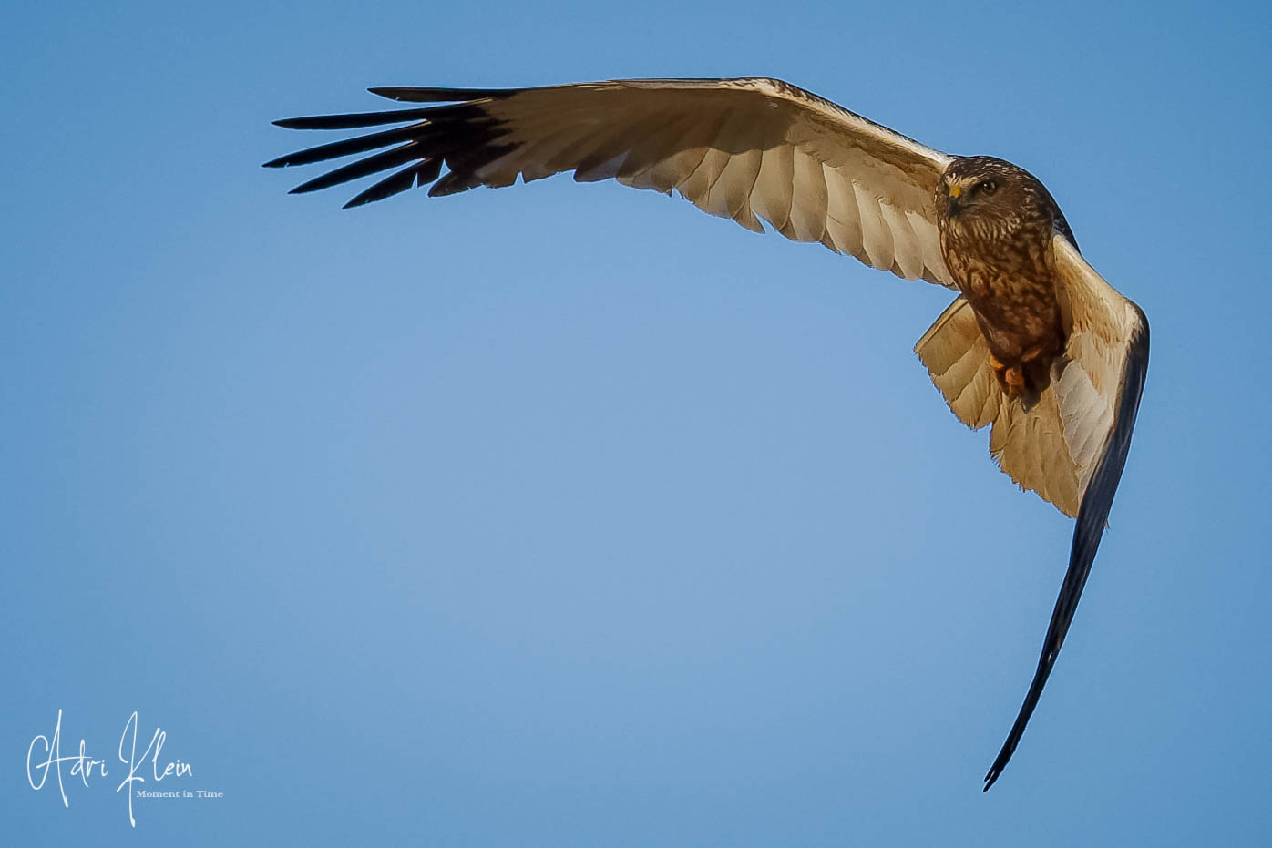 Marsh harrier