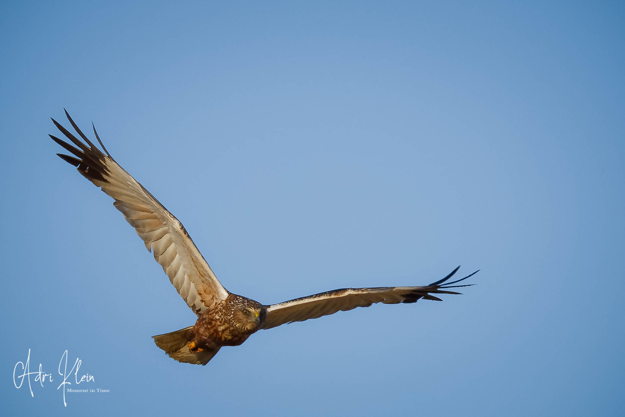 Marsh harrier