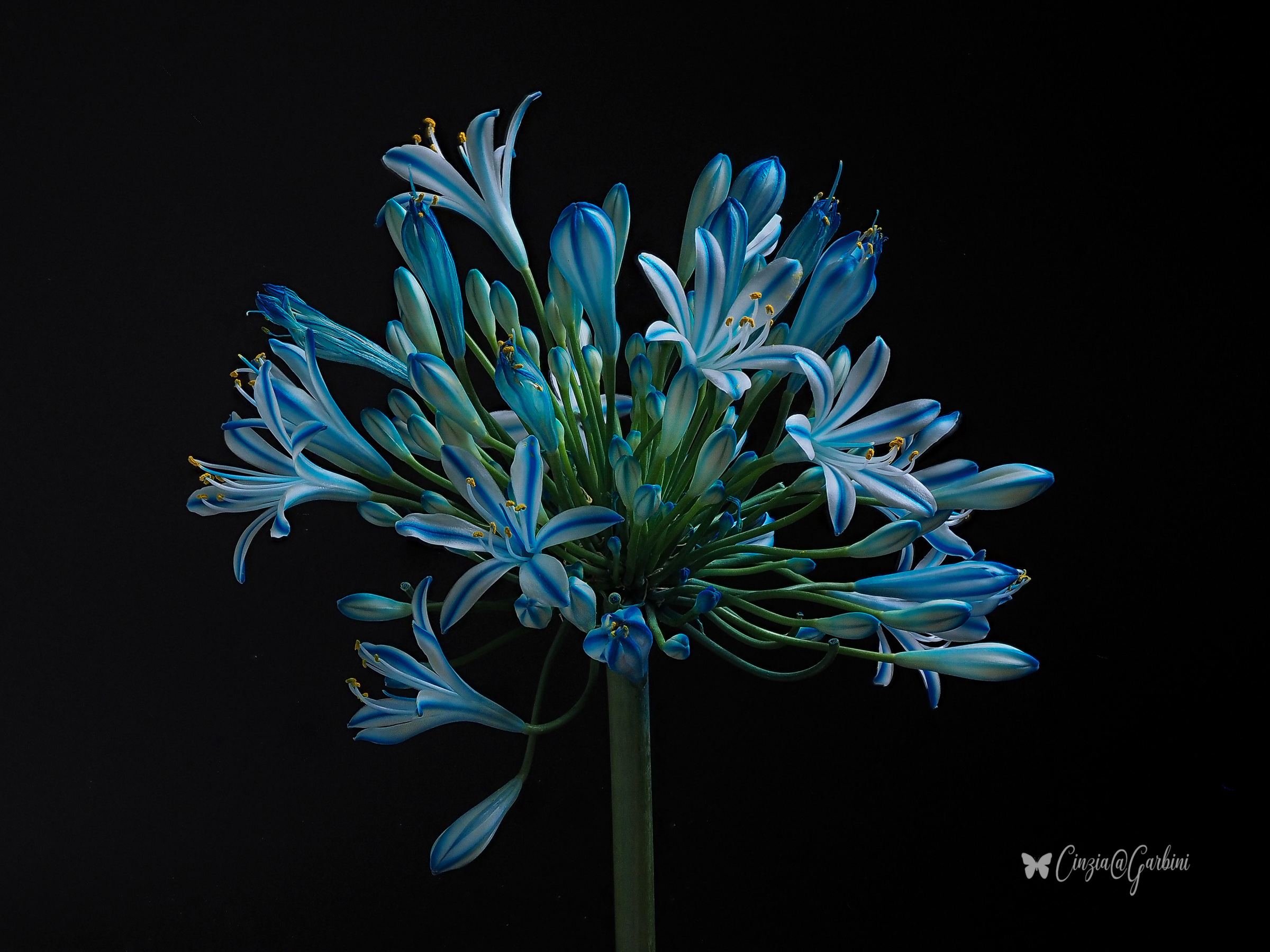Agapanthus africanus blue