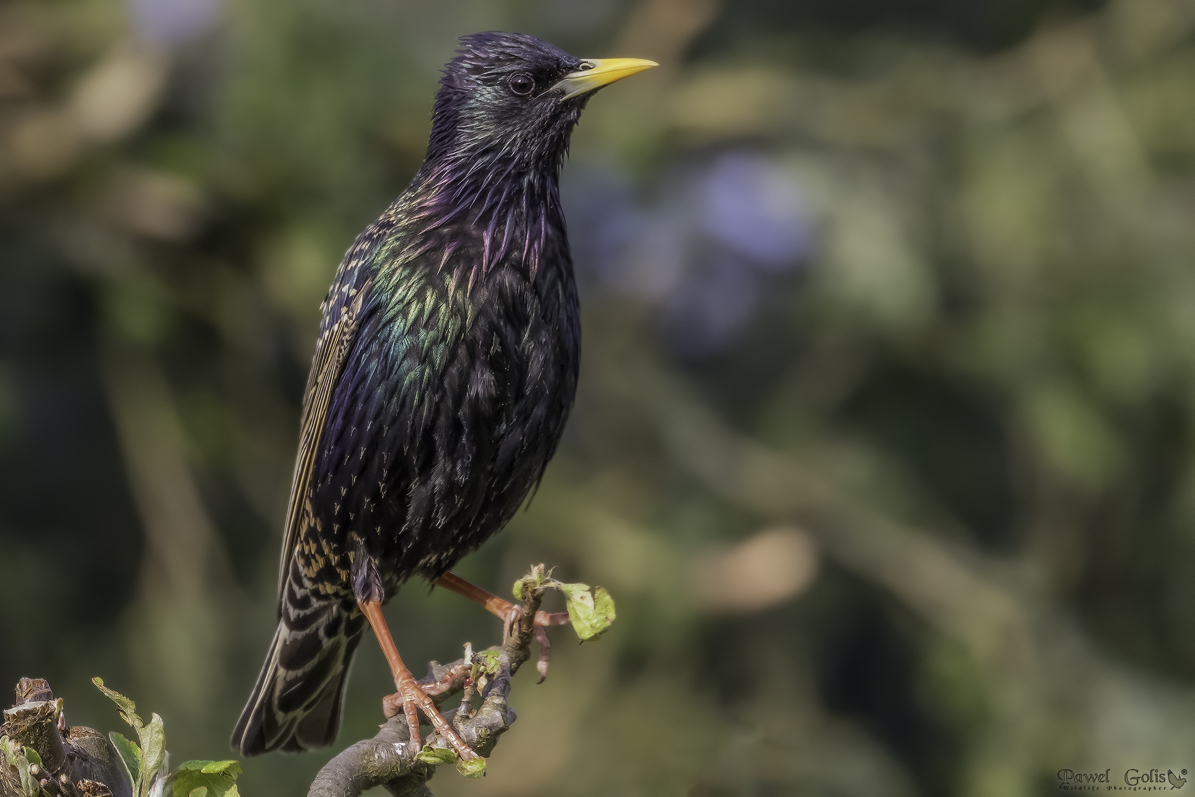 Sturnus vulgaris (Sturnus vulgaris)